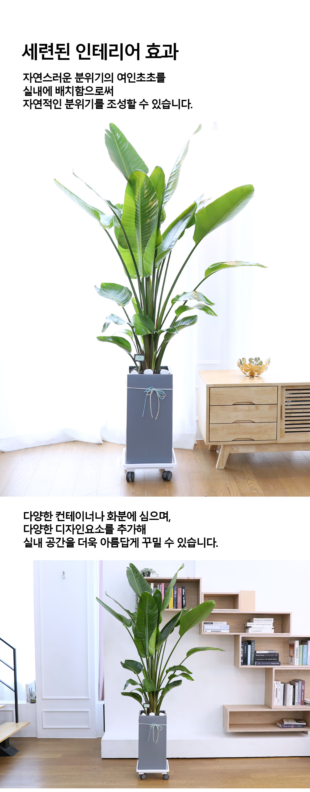 ´ç½ÅÀ» ÁöÄÑÁÖ´Â ÀÚ¿¬ÀÇ ¼ÒÀç - ¿©ÀÎÃÊ(´ë) ²ÉÁý ²É¹è´Þ