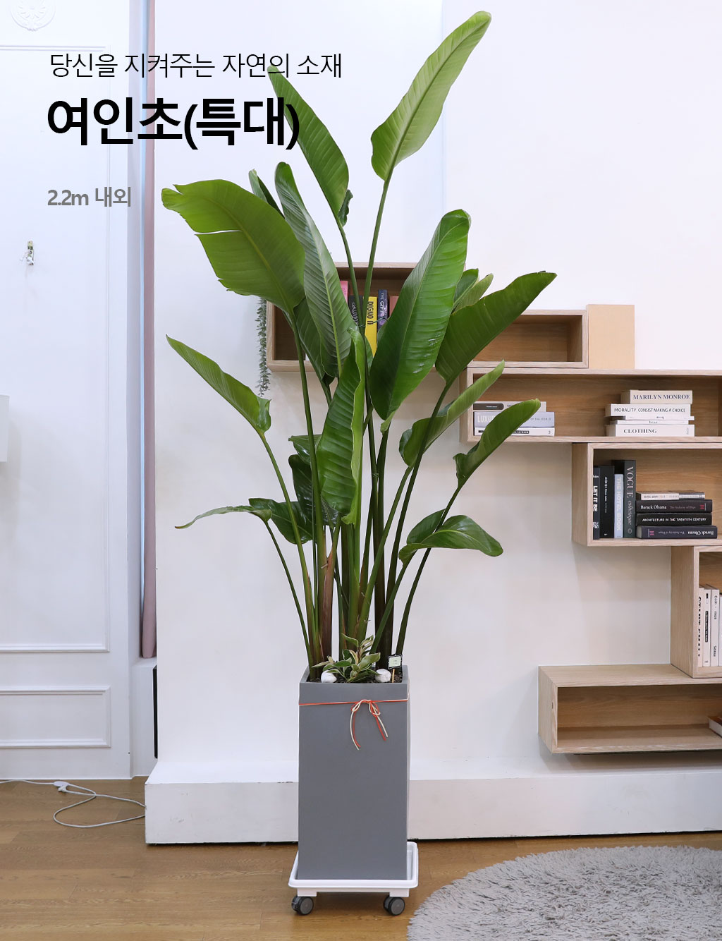 ´ç½ÅÀ» ÁöÄÑÁÖ´Â ÀÚ¿¬ÀÇ ¼ÒÀç - ¿©ÀÎÃÊ(Ư) ²ÉÁý ²É¹è´Þ