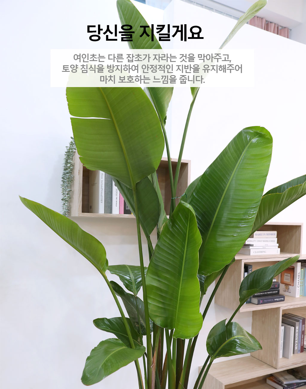 ´ç½ÅÀ» ÁöÄÑÁÖ´Â ÀÚ¿¬ÀÇ ¼ÒÀç - ¿©ÀÎÃÊ(Ư) ²ÉÁý ²É¹è´Þ