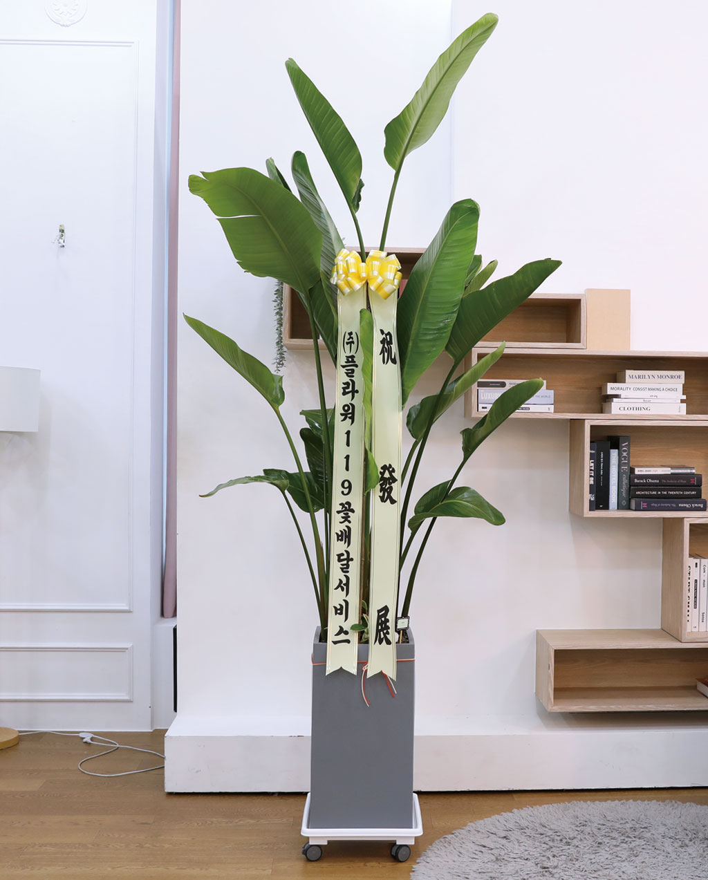 ´ç½ÅÀ» ÁöÄÑÁÖ´Â ÀÚ¿¬ÀÇ ¼ÒÀç - ¿©ÀÎÃÊ(Ư) ²ÉÁý ²É¹è´Þ