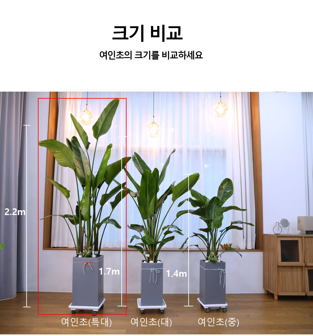 ´ç½ÅÀ» ÁöÄÑÁÖ´Â ÀÚ¿¬ÀÇ ¼ÒÀç - ¿©ÀÎÃÊ(Ư) ²ÉÁý ²É¹è´Þ