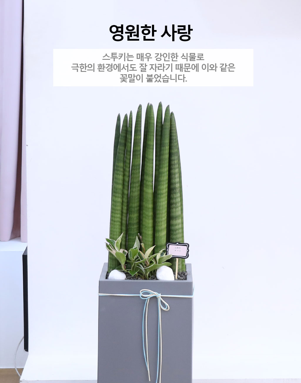 Ծ  γ ¡ϴ Ĺ - Ű()  ɹ