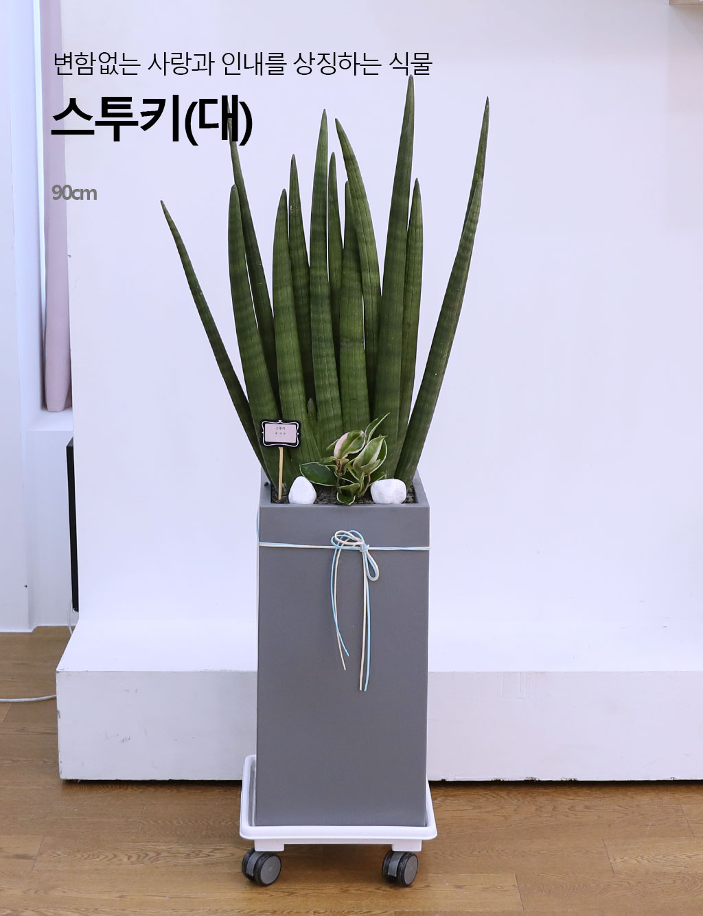 º¯ÇÔ¾ø´Â »ç¶û°ú Àγ»¸¦ »ó¡ÇÏ´Â ½Ä¹° - ½ºÅõŰ(´ë) ²ÉÁý ²É¹è´Þ