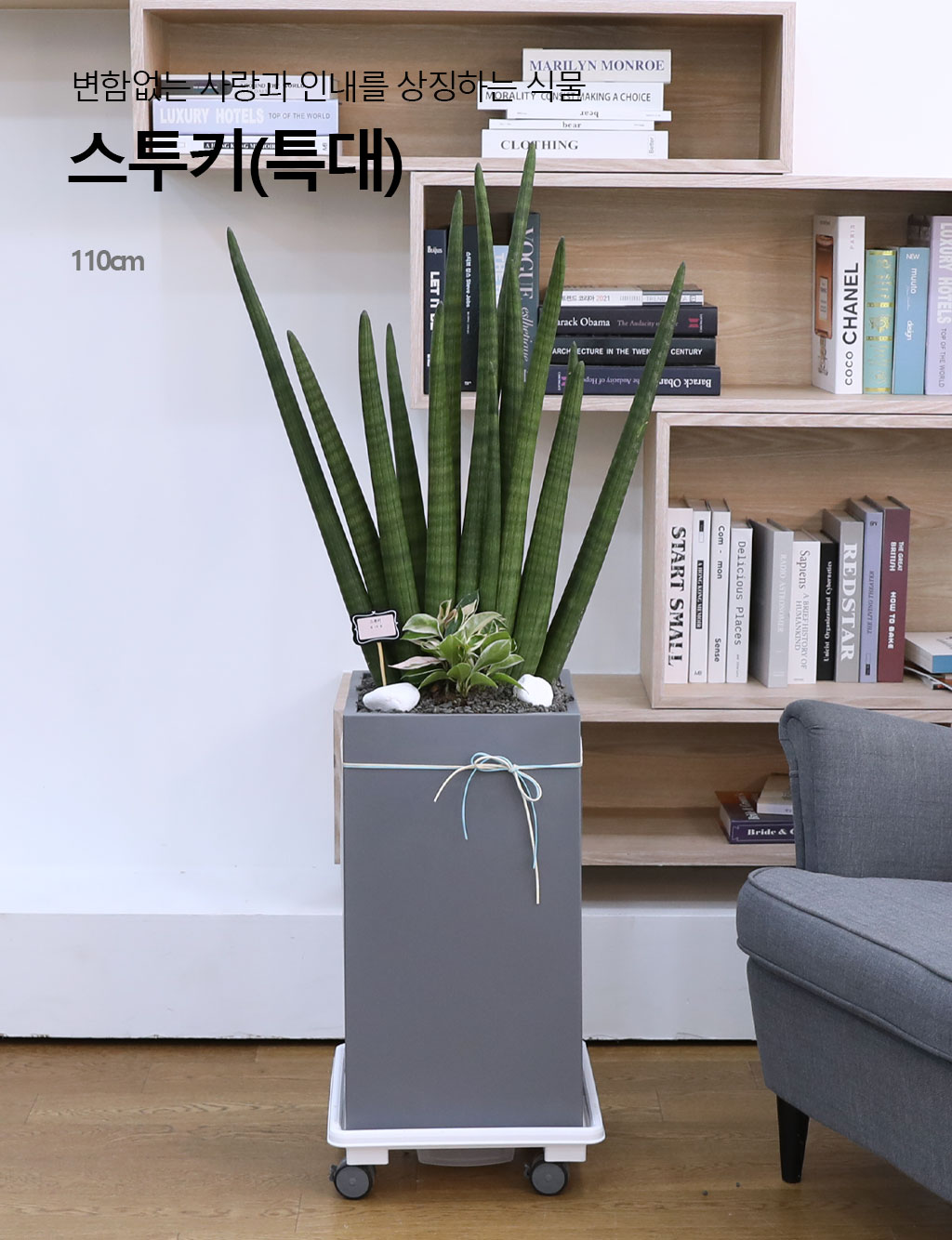 º¯ÇÔ¾ø´Â »ç¶û°ú Àγ»¸¦ »ó¡ÇÏ´Â ½Ä¹° - ½ºÅõŰ(Ư´ë) ²ÉÁý ²É¹è´Þ