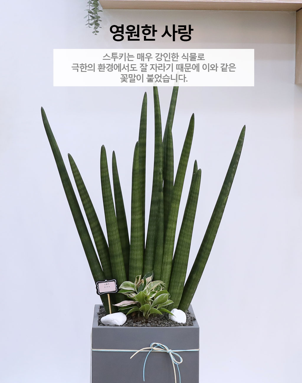 º¯ÇÔ¾ø´Â »ç¶û°ú Àγ»¸¦ »ó¡ÇÏ´Â ½Ä¹° - ½ºÅõŰ(Ư´ë) ²ÉÁý ²É¹è´Þ