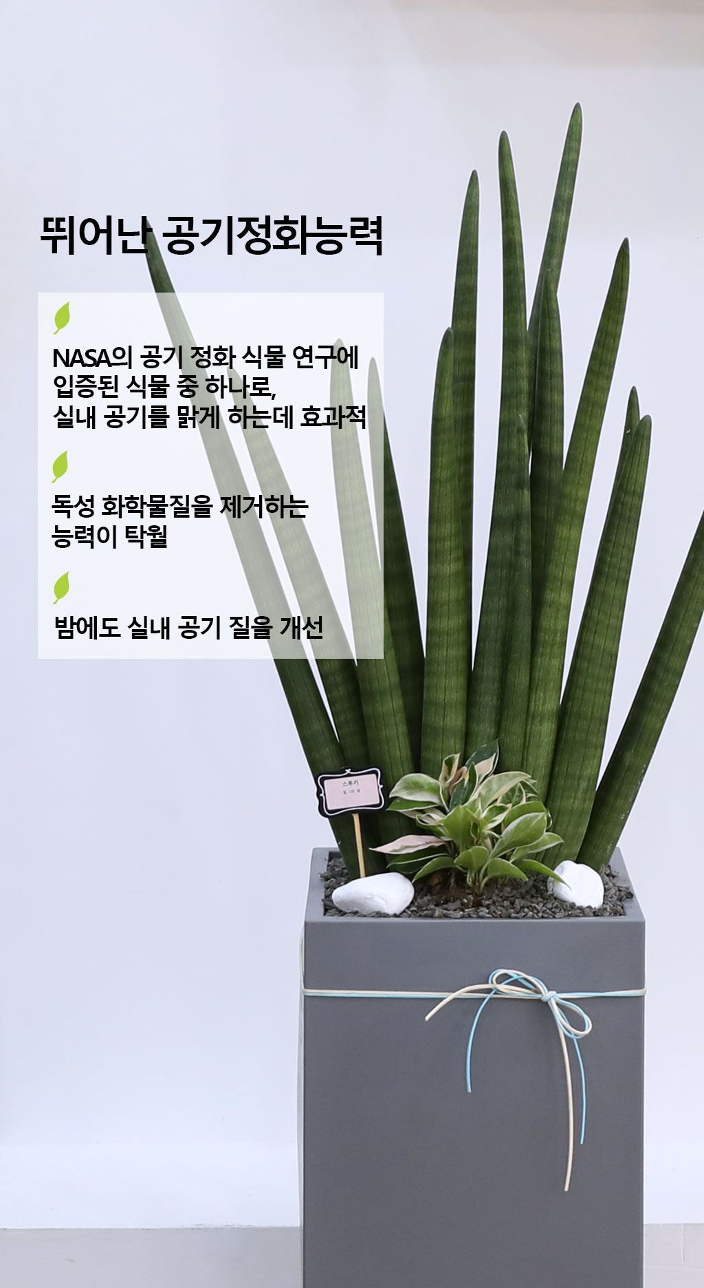 º¯ÇÔ¾ø´Â »ç¶û°ú Àγ»¸¦ »ó¡ÇÏ´Â ½Ä¹° - ½ºÅõŰ(Ư´ë) ²ÉÁý ²É¹è´Þ