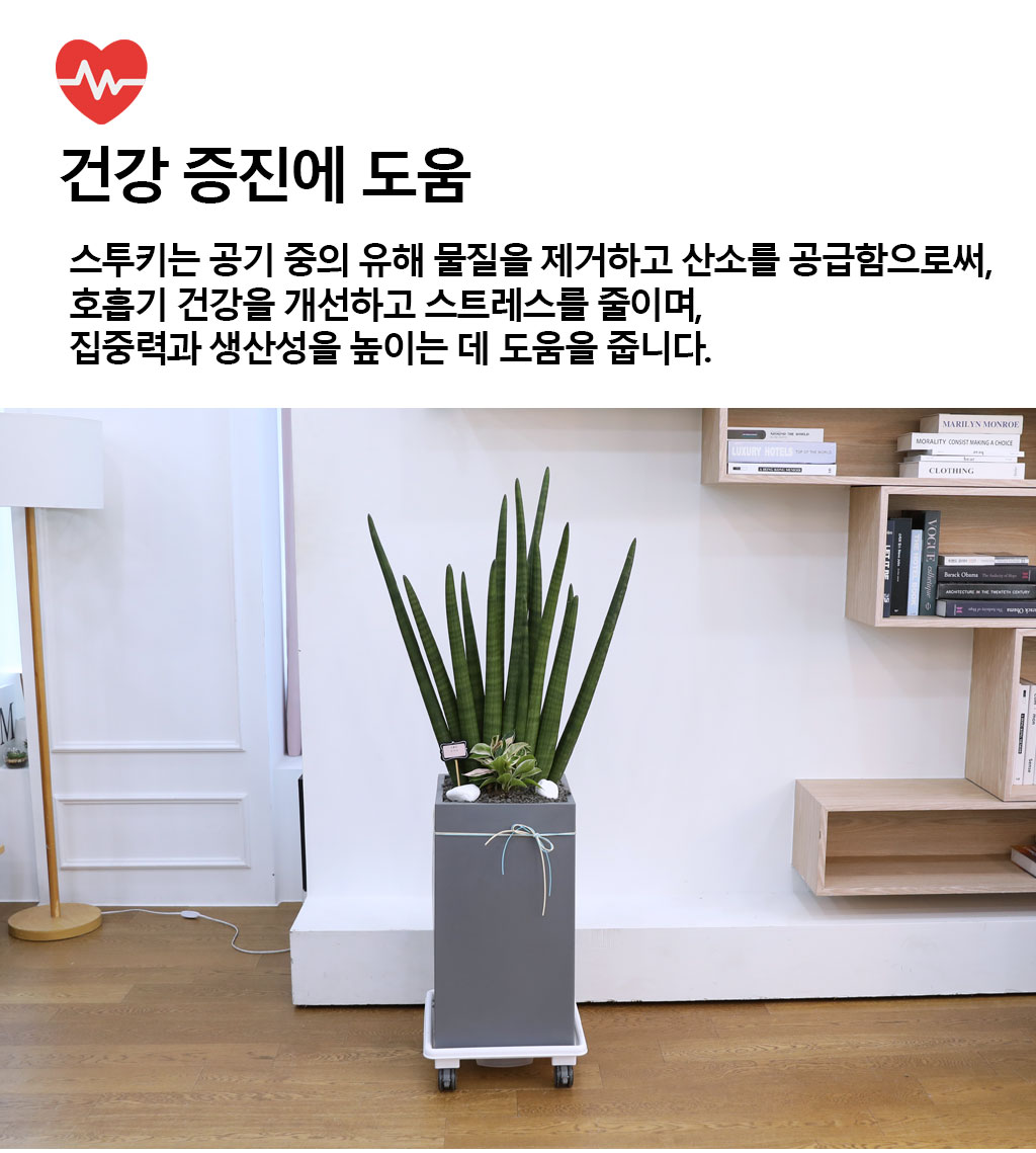 º¯ÇÔ¾ø´Â »ç¶û°ú Àγ»¸¦ »ó¡ÇÏ´Â ½Ä¹° - ½ºÅõŰ(Ư´ë) ²ÉÁý ²É¹è´Þ