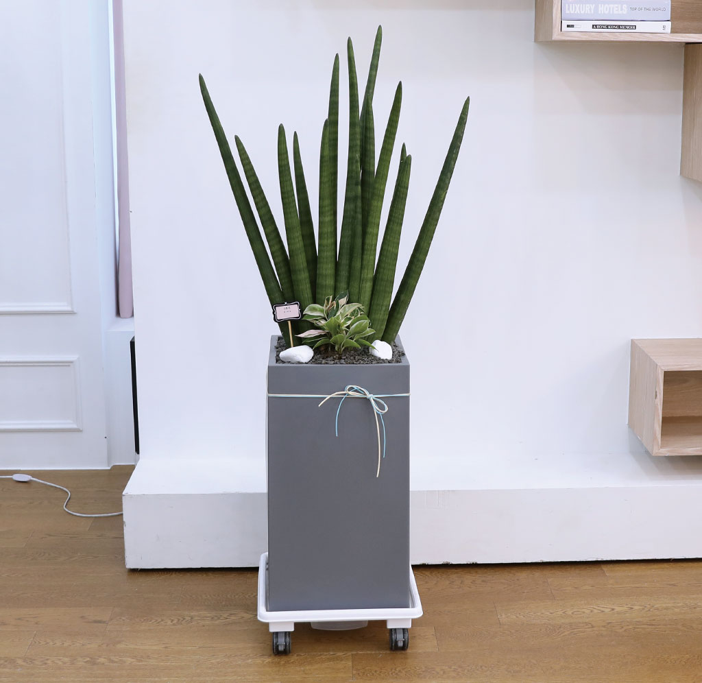 º¯ÇÔ¾ø´Â »ç¶û°ú Àγ»¸¦ »ó¡ÇÏ´Â ½Ä¹° - ½ºÅõŰ(Ư´ë) ²ÉÁý ²É¹è´Þ