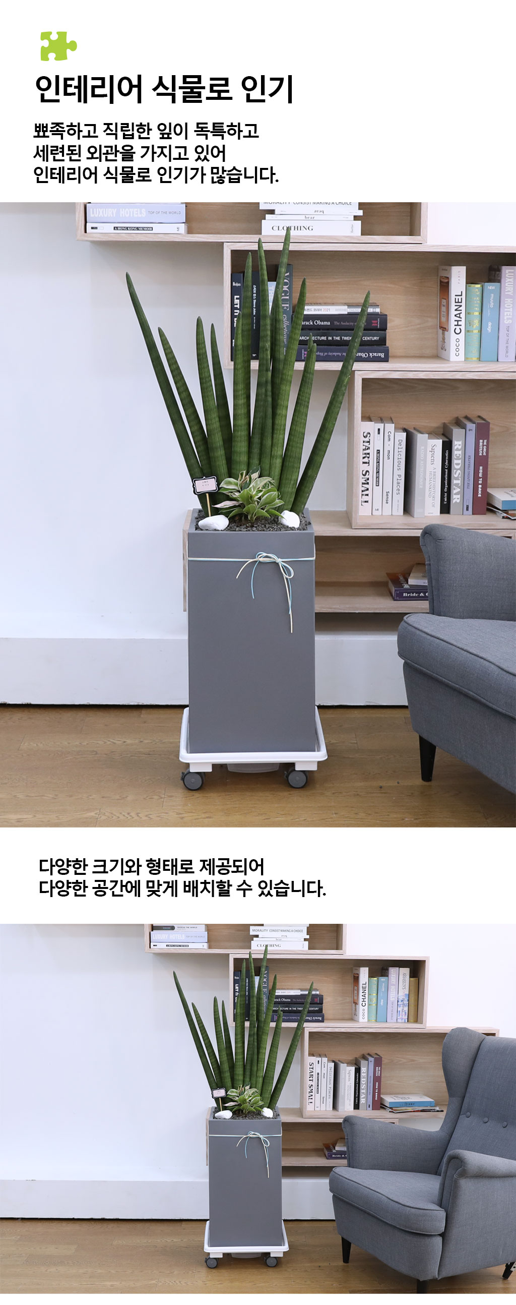 º¯ÇÔ¾ø´Â »ç¶û°ú Àγ»¸¦ »ó¡ÇÏ´Â ½Ä¹° - ½ºÅõŰ(Ư´ë) ²ÉÁý ²É¹è´Þ