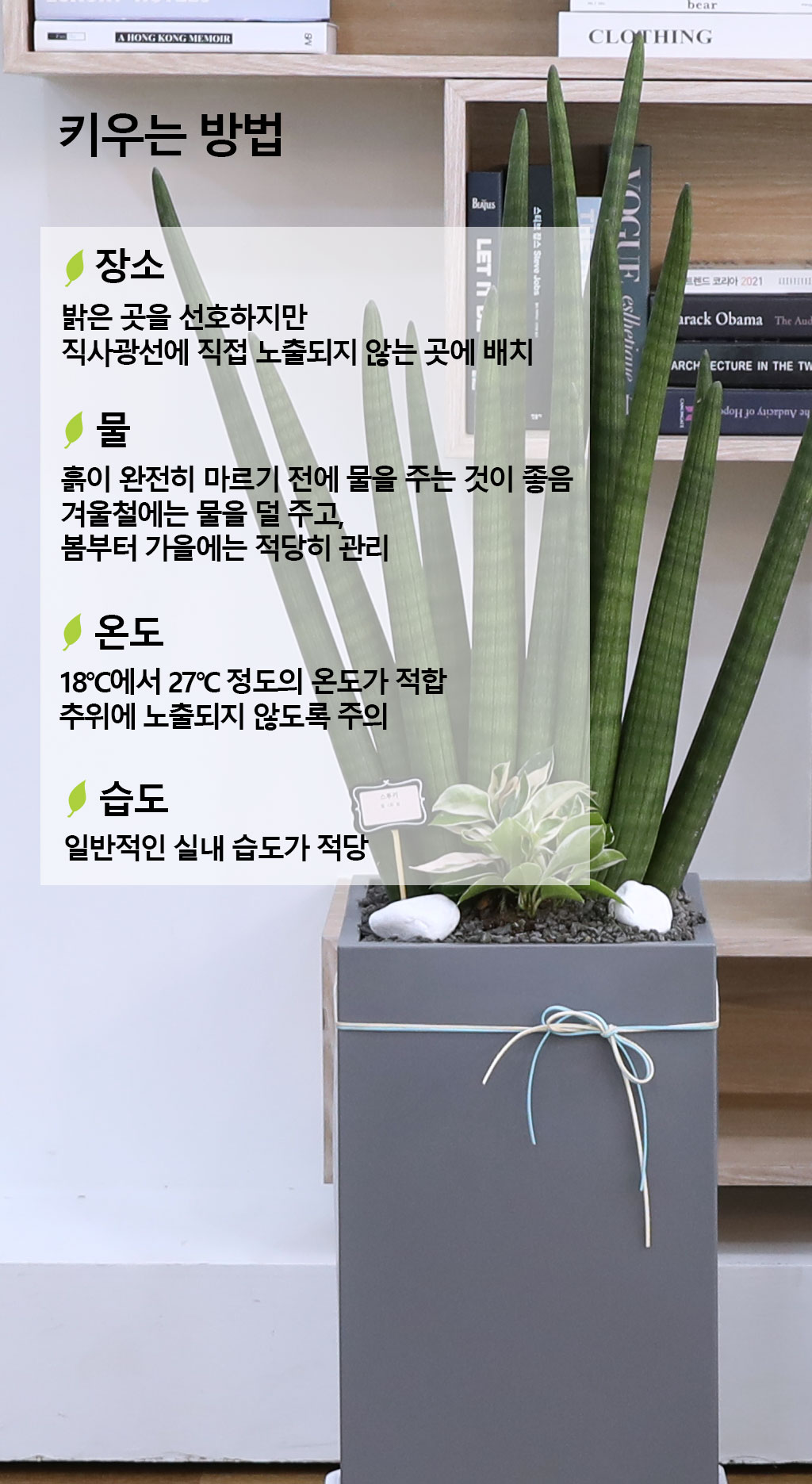 º¯ÇÔ¾ø´Â »ç¶û°ú Àγ»¸¦ »ó¡ÇÏ´Â ½Ä¹° - ½ºÅõŰ(Ư´ë) ²ÉÁý ²É¹è´Þ