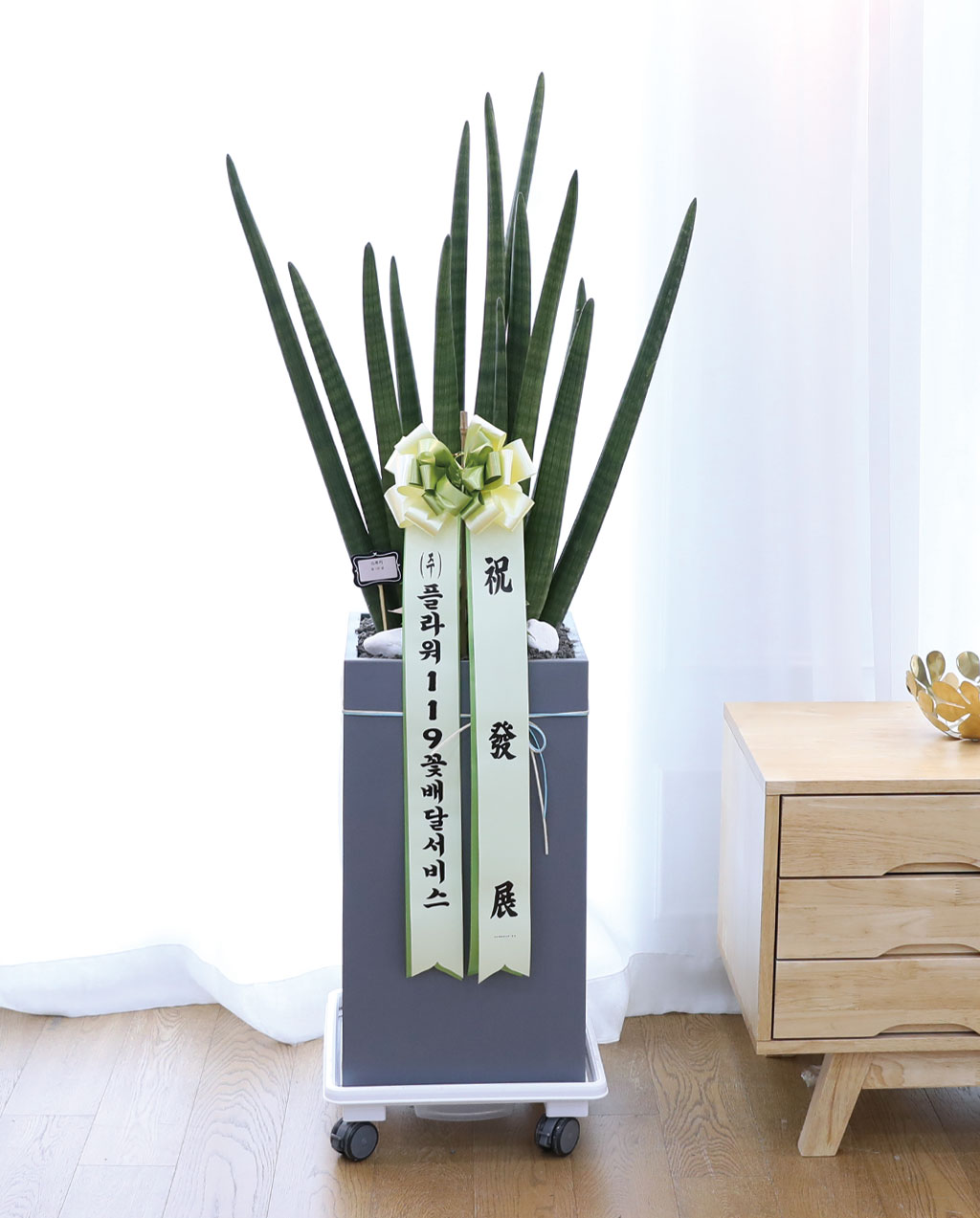 º¯ÇÔ¾ø´Â »ç¶û°ú Àγ»¸¦ »ó¡ÇÏ´Â ½Ä¹° - ½ºÅõŰ(Ư´ë) ²ÉÁý ²É¹è´Þ