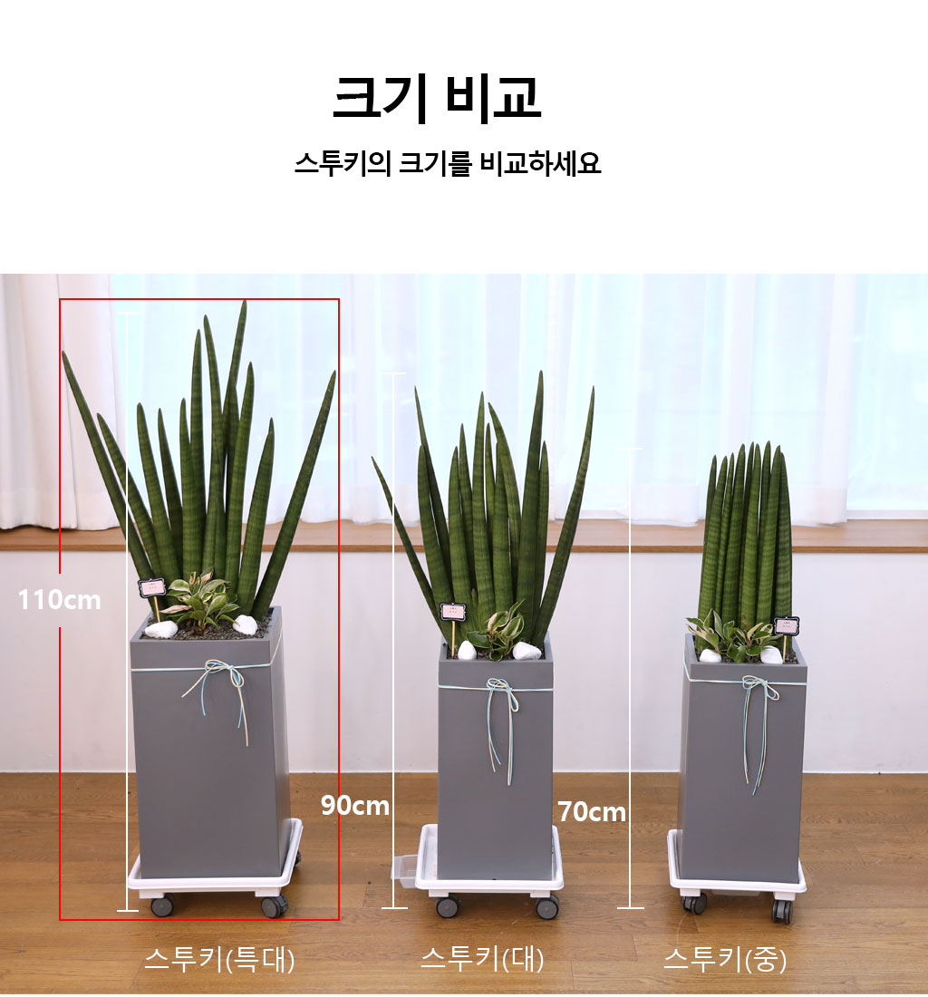 º¯ÇÔ¾ø´Â »ç¶û°ú Àγ»¸¦ »ó¡ÇÏ´Â ½Ä¹° - ½ºÅõŰ(Ư´ë) ²ÉÁý ²É¹è´Þ