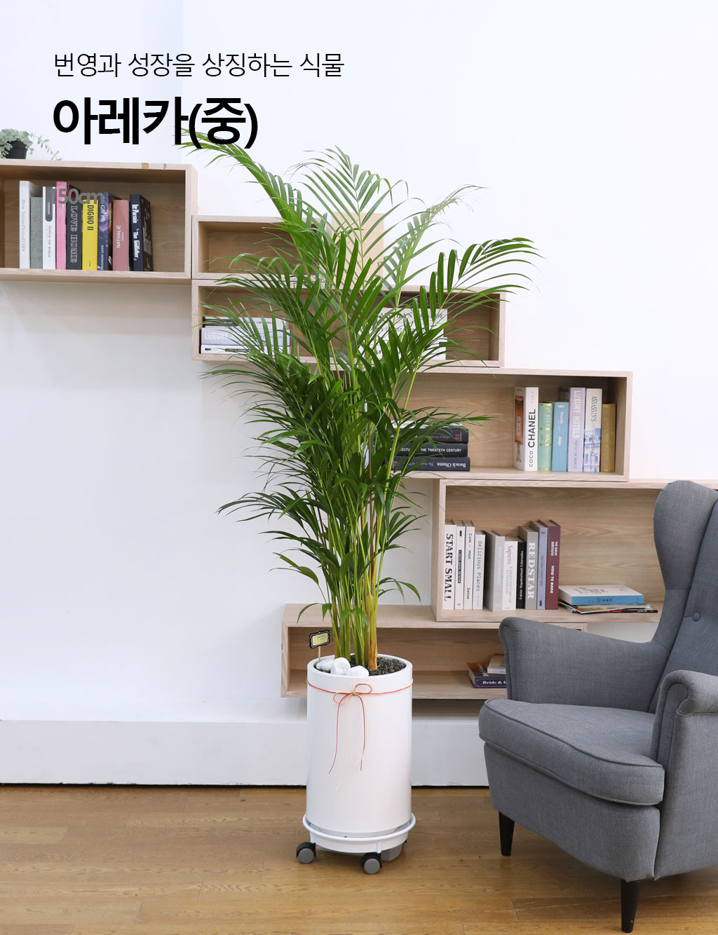   ¡ϴ Ĺ - Ʒī()  ɹ