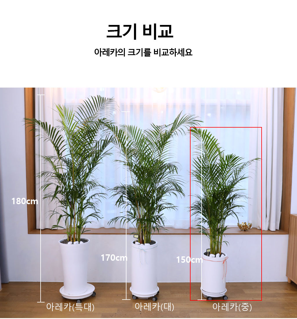   ¡ϴ Ĺ - Ʒī()  ɹ