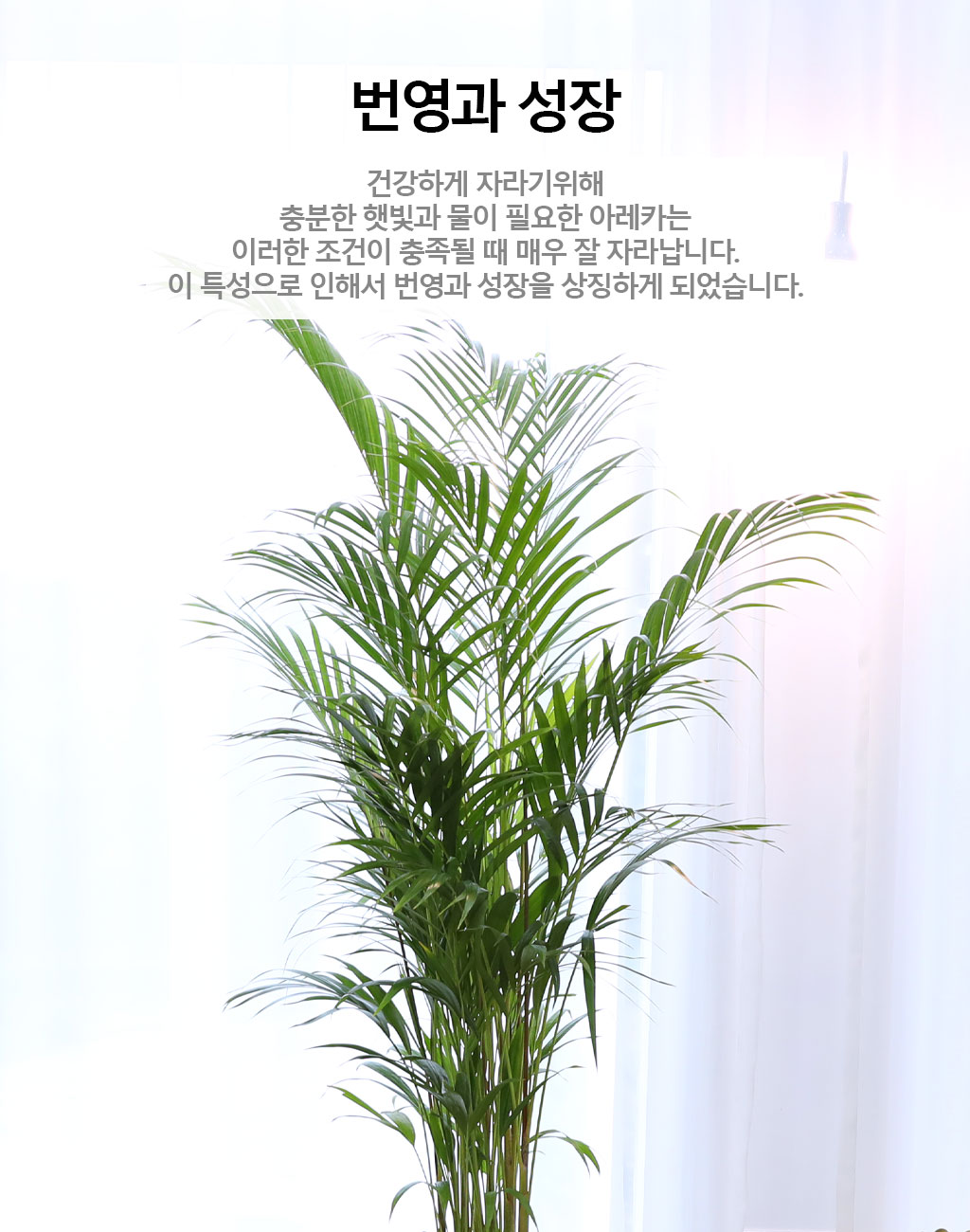 ¹ø¿µ°ú ¼ºÀåÀ» »ó¡ÇÏ´Â ½Ä¹° - ¾Æ·¹Ä«(´ë) ²ÉÁý ²É¹è´Þ