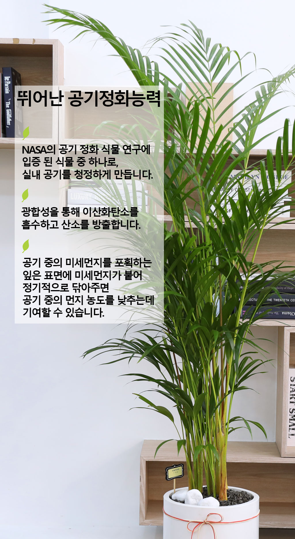 ¹ø¿µ°ú ¼ºÀåÀ» »ó¡ÇÏ´Â ½Ä¹° - ¾Æ·¹Ä«(´ë) ²ÉÁý ²É¹è´Þ