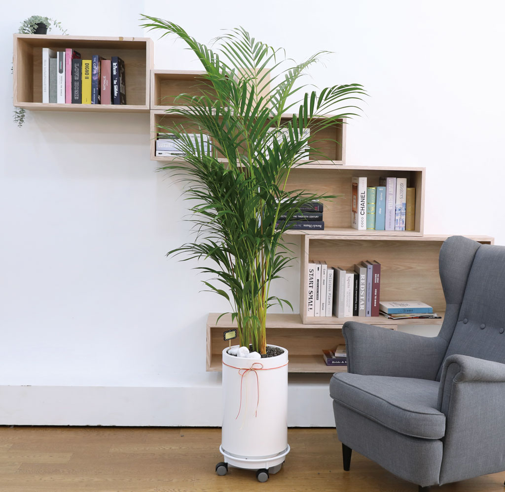 ¹ø¿µ°ú ¼ºÀåÀ» »ó¡ÇÏ´Â ½Ä¹° - ¾Æ·¹Ä«(´ë) ²ÉÁý ²É¹è´Þ