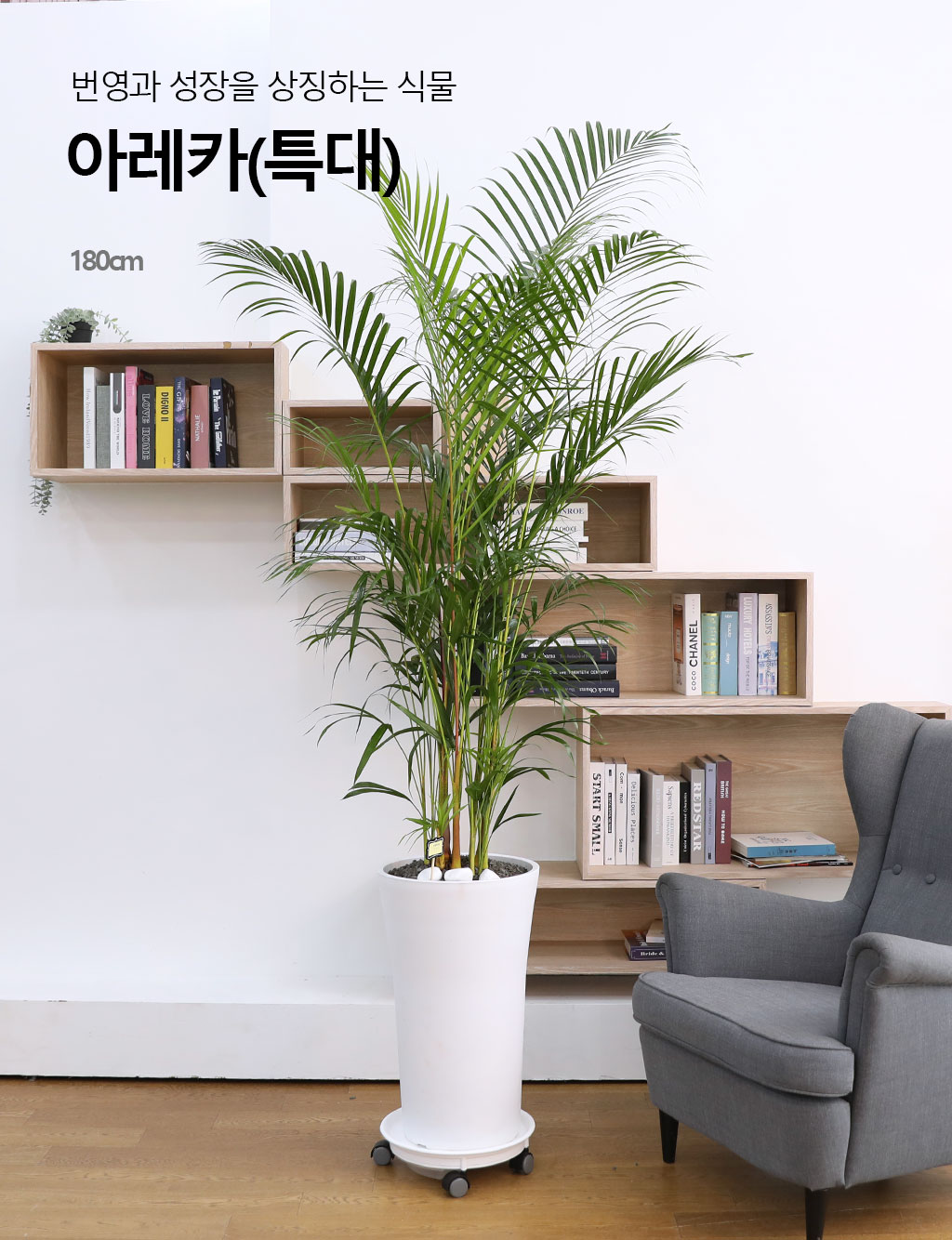 ¹ø¿µ°ú ¼ºÀåÀ» »ó¡ÇÏ´Â ½Ä¹° - ¾Æ·¹Ä«(Ư) ²ÉÁý ²É¹è´Þ