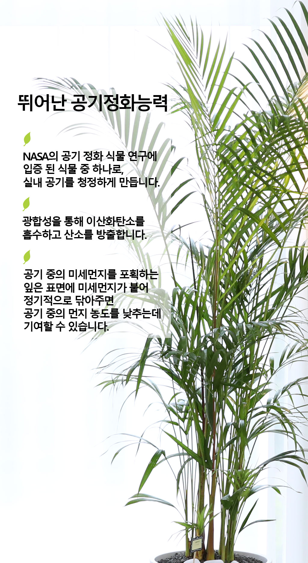 ¹ø¿µ°ú ¼ºÀåÀ» »ó¡ÇÏ´Â ½Ä¹° - ¾Æ·¹Ä«(Ư) ²ÉÁý ²É¹è´Þ