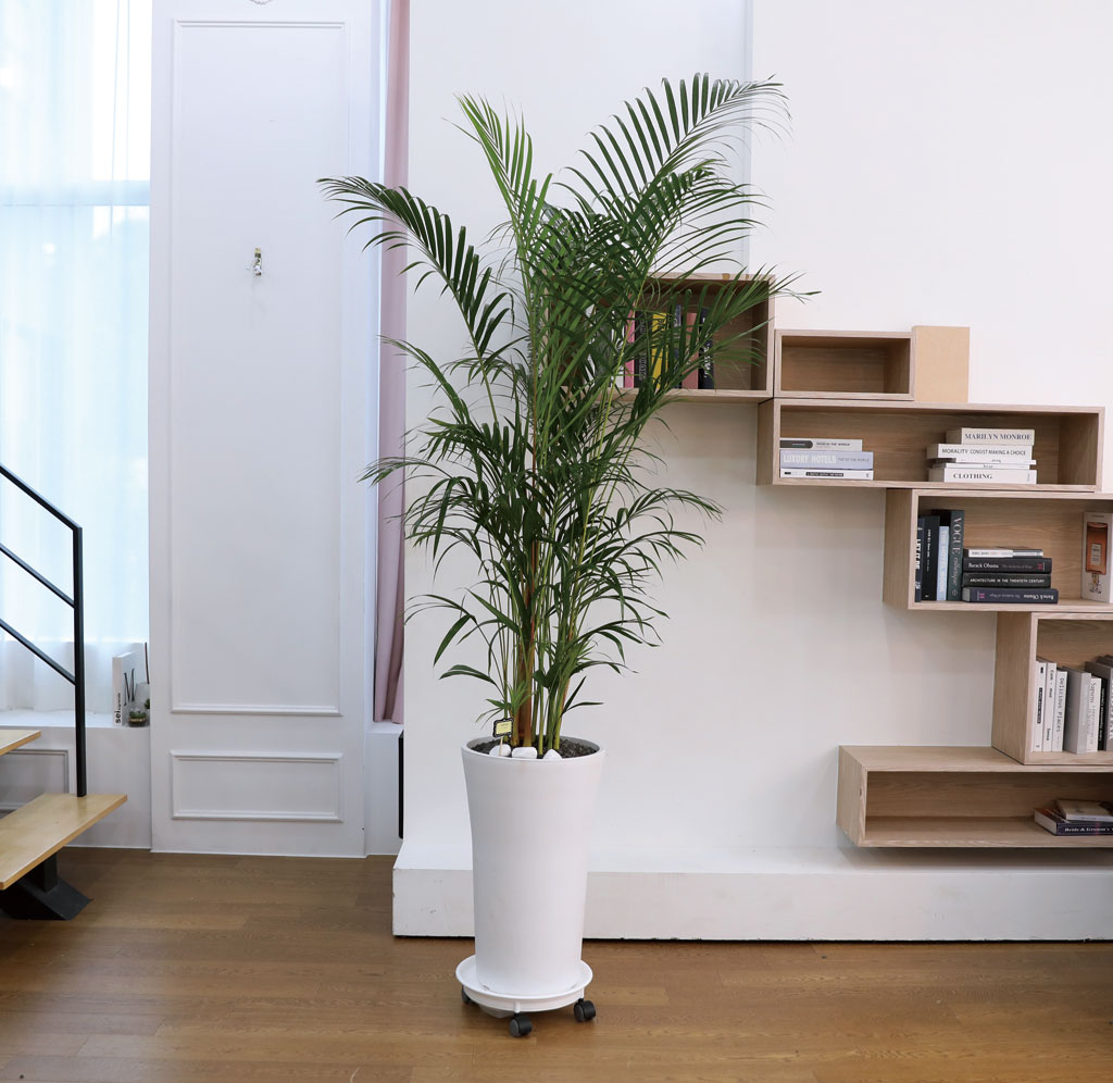 ¹ø¿µ°ú ¼ºÀåÀ» »ó¡ÇÏ´Â ½Ä¹° - ¾Æ·¹Ä«(Ư) ²ÉÁý ²É¹è´Þ