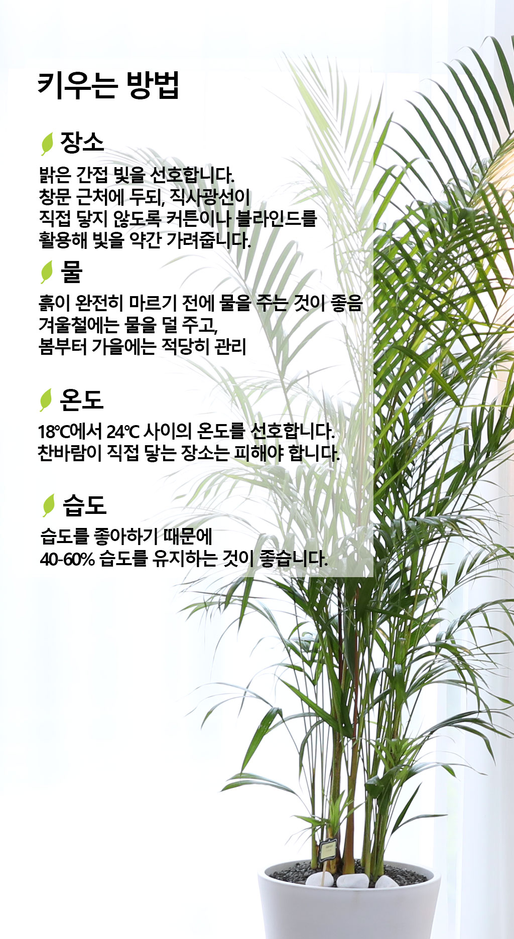 ¹ø¿µ°ú ¼ºÀåÀ» »ó¡ÇÏ´Â ½Ä¹° - ¾Æ·¹Ä«(Ư) ²ÉÁý ²É¹è´Þ