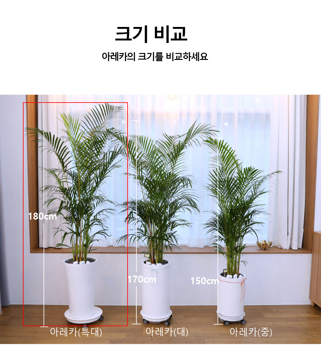 ¹ø¿µ°ú ¼ºÀåÀ» »ó¡ÇÏ´Â ½Ä¹° - ¾Æ·¹Ä«(Ư) ²ÉÁý ²É¹è´Þ