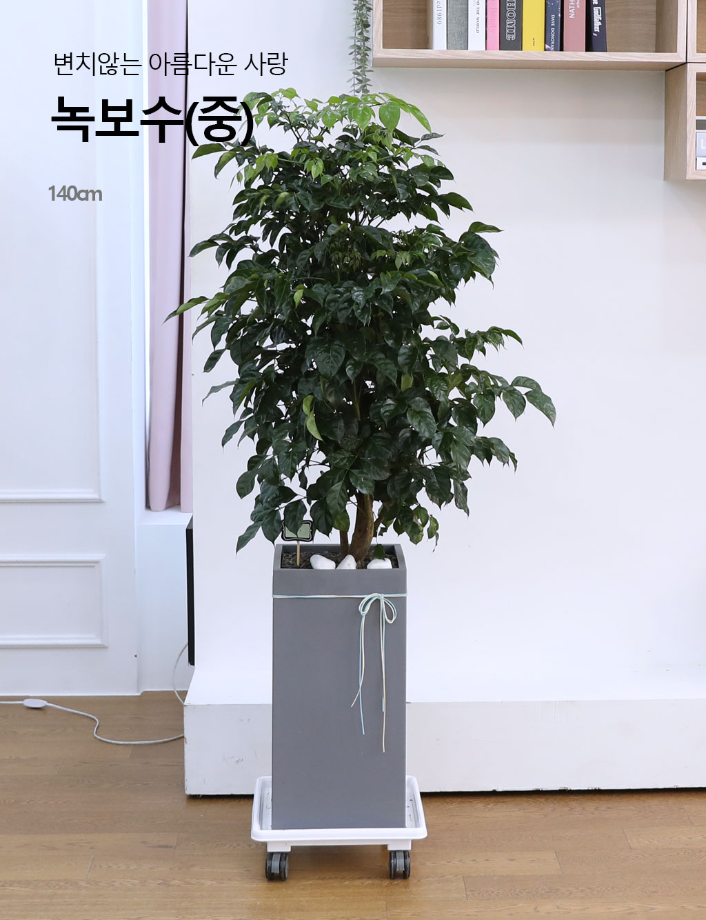 ġʴ Ƹٿ  - 캸()  ɹ