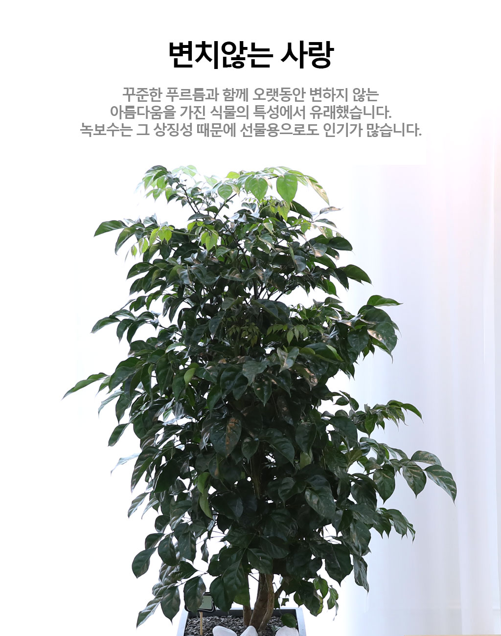 ġʴ Ƹٿ  - 캸()  ɹ