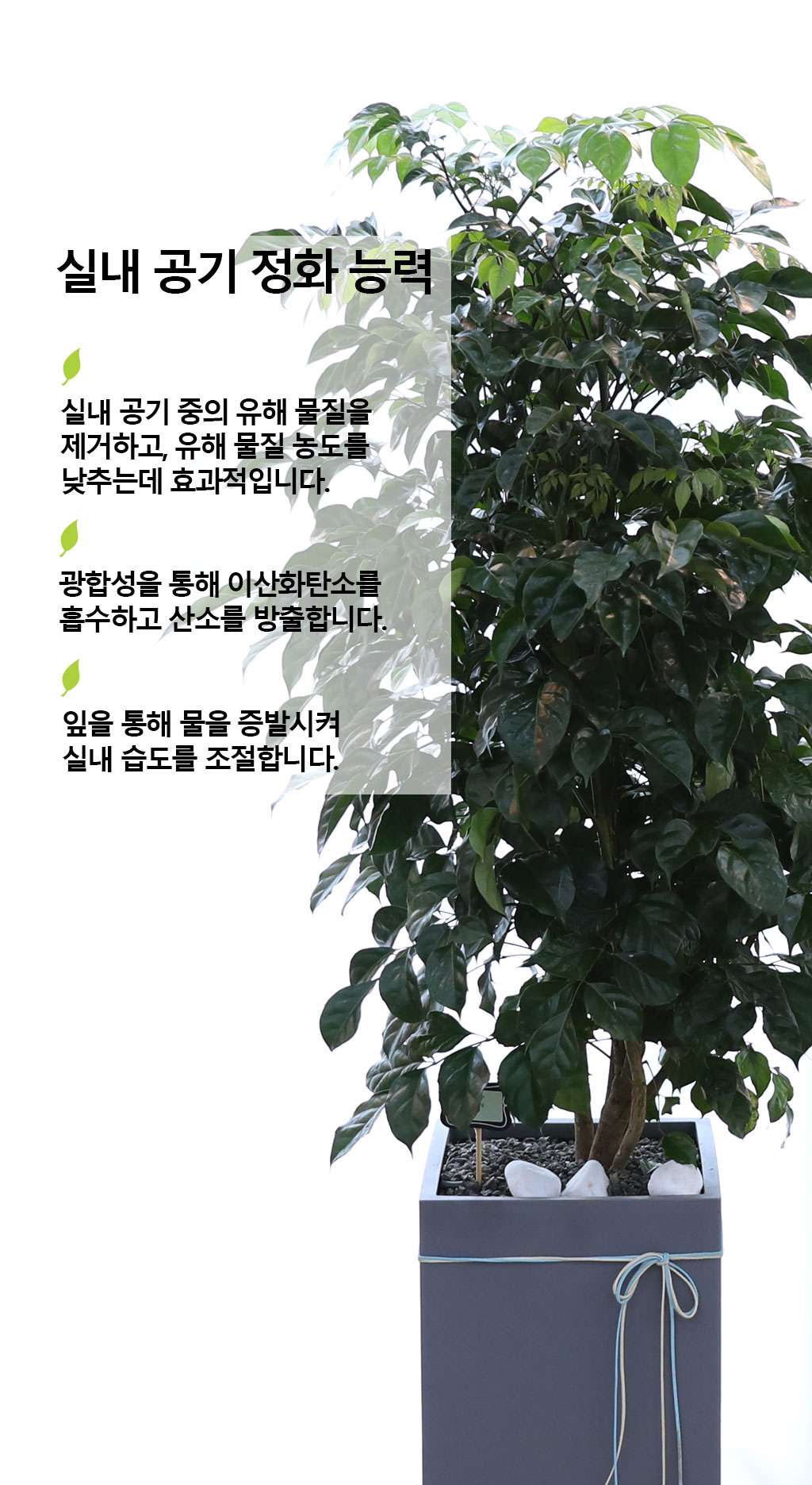 ġʴ Ƹٿ  - 캸()  ɹ