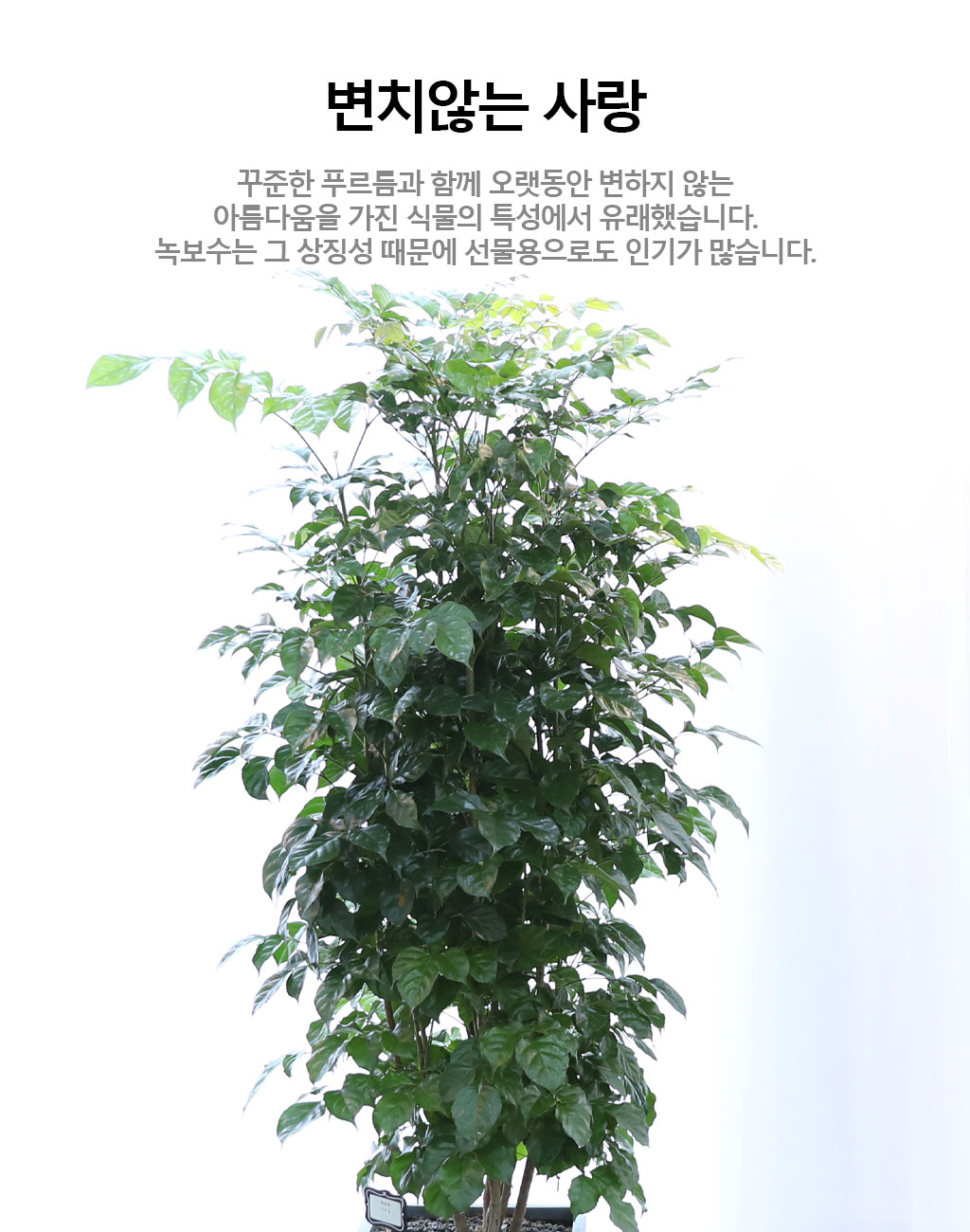 º¯Ä¡¾Ê´Â ¾Æ¸§´Ù¿î »ç¶û - ³ìº¸¼ö(´ë)