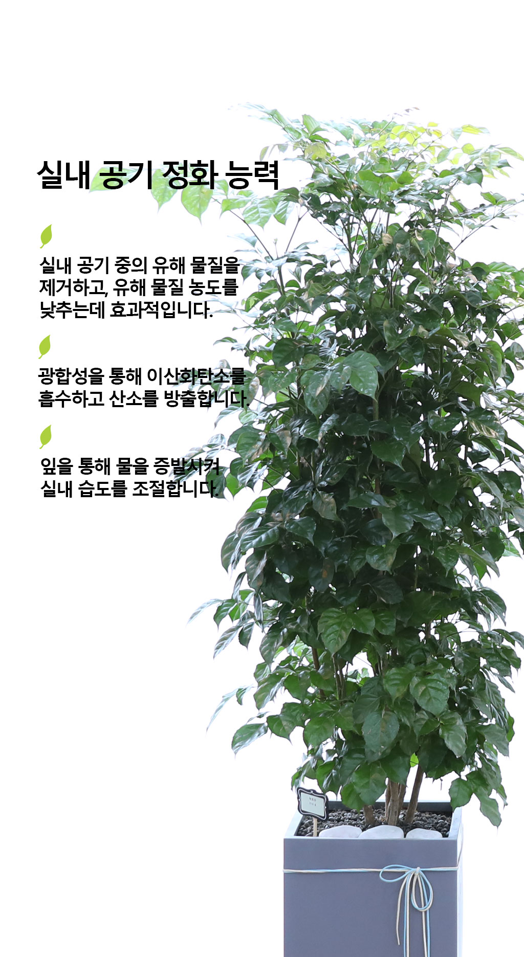 º¯Ä¡¾Ê´Â ¾Æ¸§´Ù¿î »ç¶û - ³ìº¸¼ö(´ë)