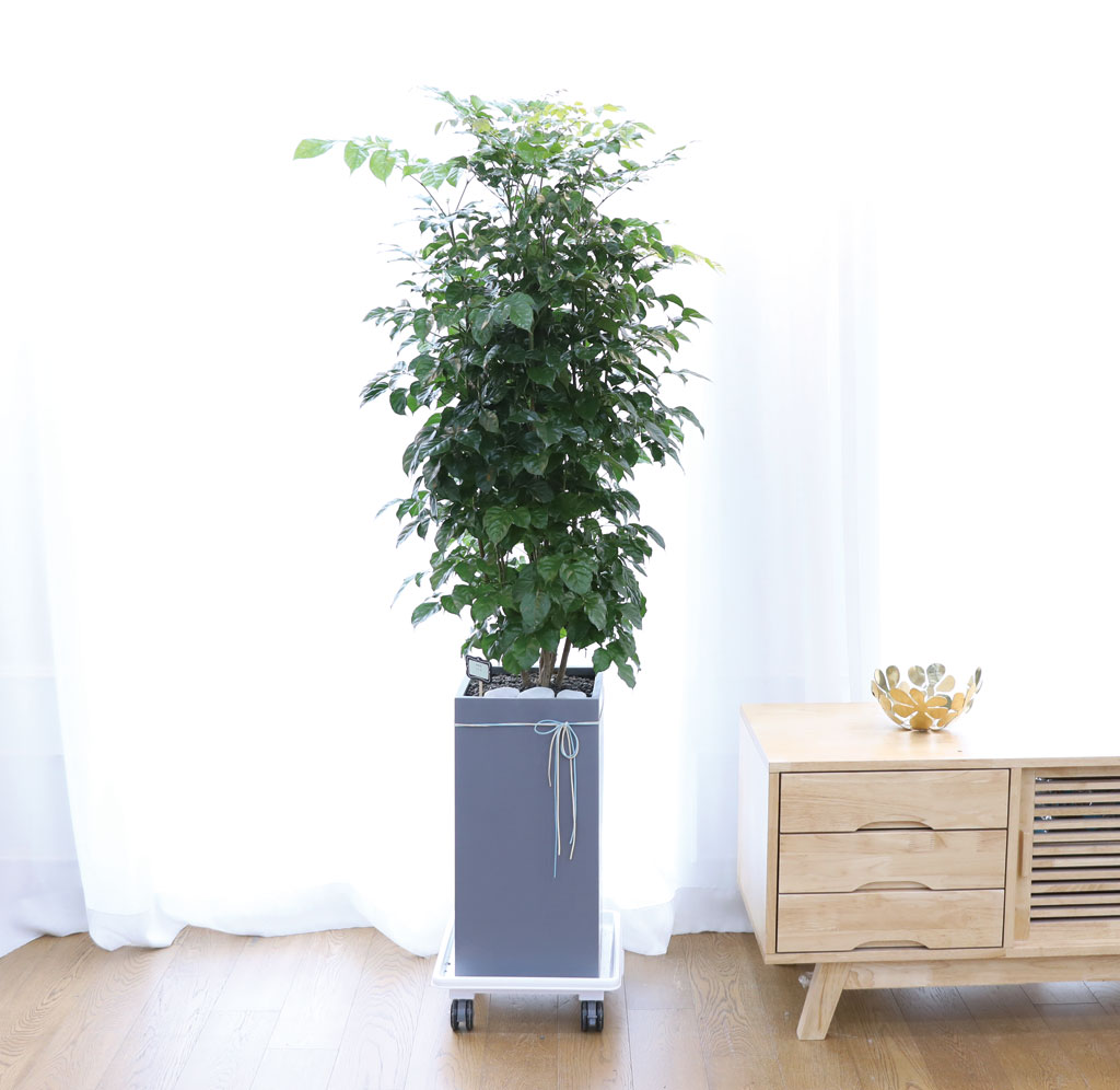 º¯Ä¡¾Ê´Â ¾Æ¸§´Ù¿î »ç¶û - ³ìº¸¼ö(´ë)