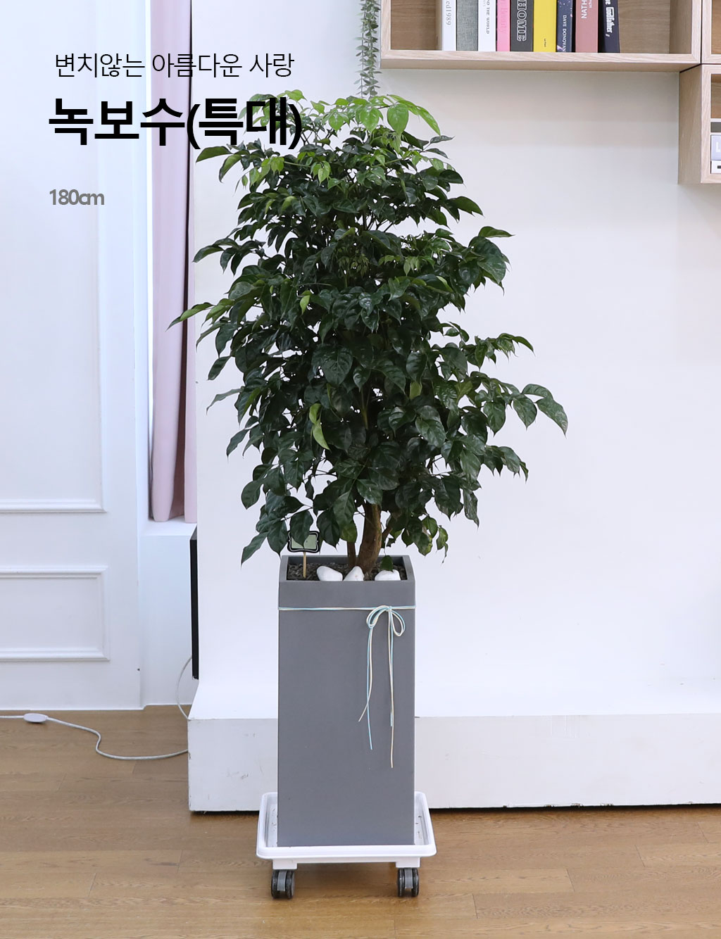 º¯Ä¡¾Ê´Â ¾Æ¸§´Ù¿î »ç¶û - ³ìº¸¼ö(Ư´ë) ²ÉÁý ²É¹è´Þ