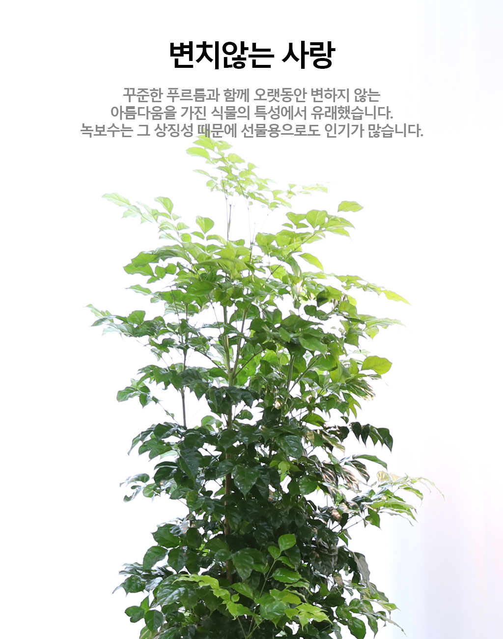 º¯Ä¡¾Ê´Â ¾Æ¸§´Ù¿î »ç¶û - ³ìº¸¼ö(Ư´ë) ²ÉÁý ²É¹è´Þ