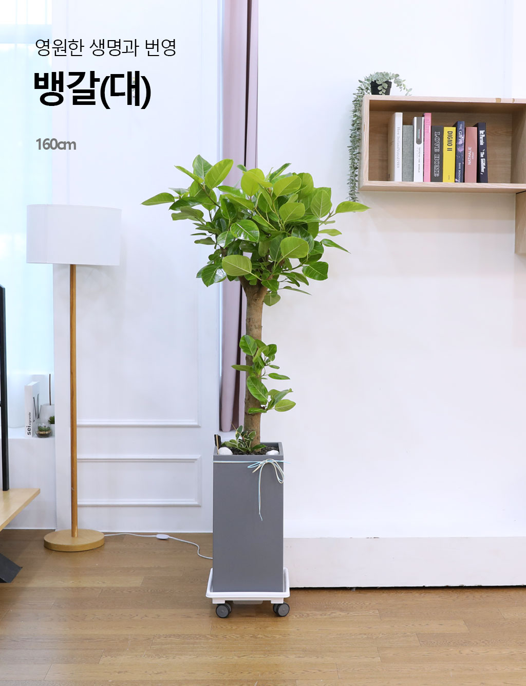 ¿µ¿øÇÑ »ý¸í°ú ¹ø¿µ - ¹ð°¥°í¹«³ª¹«(´ë) ²ÉÁý ²É¹è´Þ