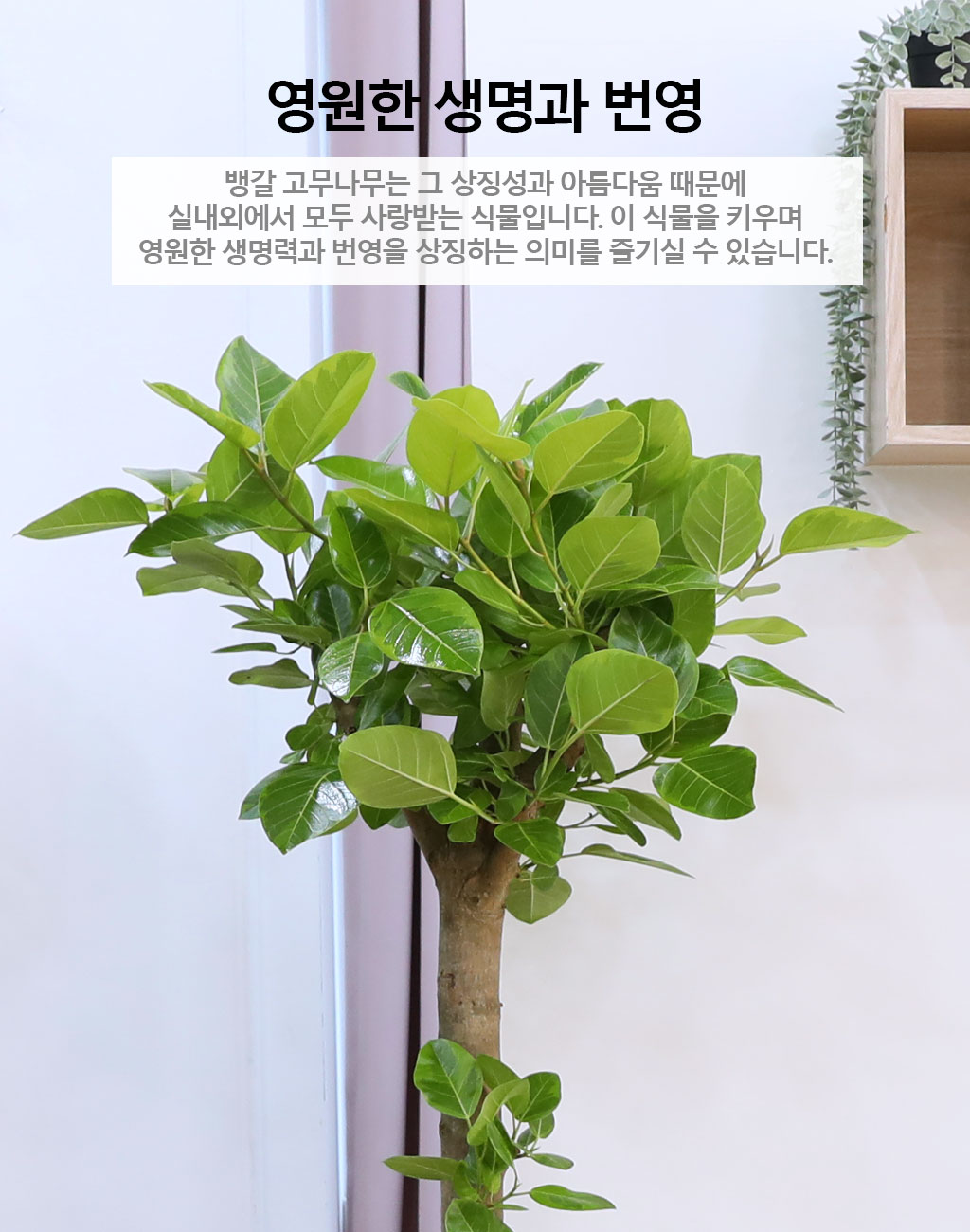 ¿µ¿øÇÑ »ý¸í°ú ¹ø¿µ - ¹ð°¥°í¹«³ª¹«(´ë) ²ÉÁý ²É¹è´Þ