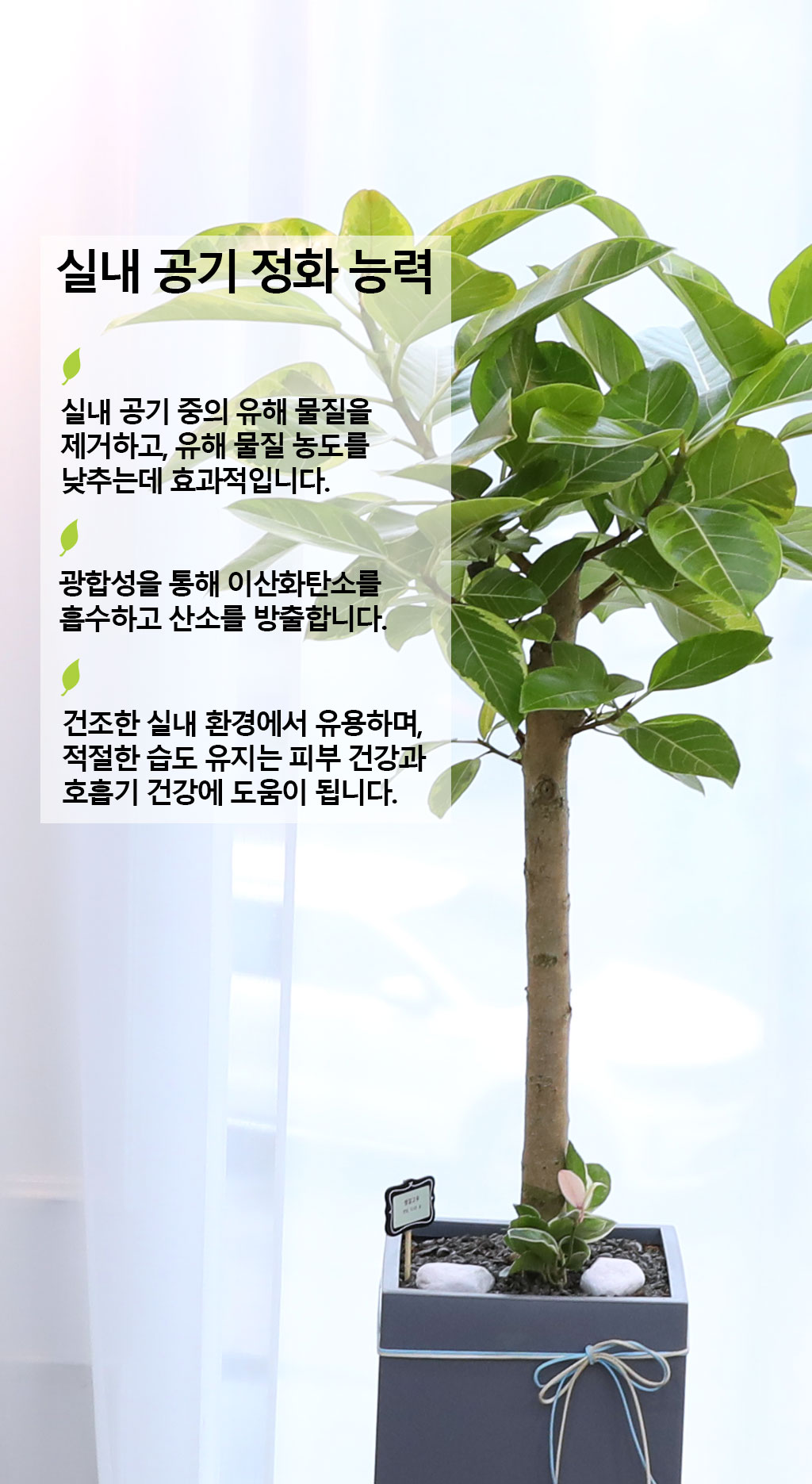 ¿µ¿øÇÑ »ý¸í°ú ¹ø¿µ - ¹ð°¥°í¹«³ª¹«(´ë) ²ÉÁý ²É¹è´Þ