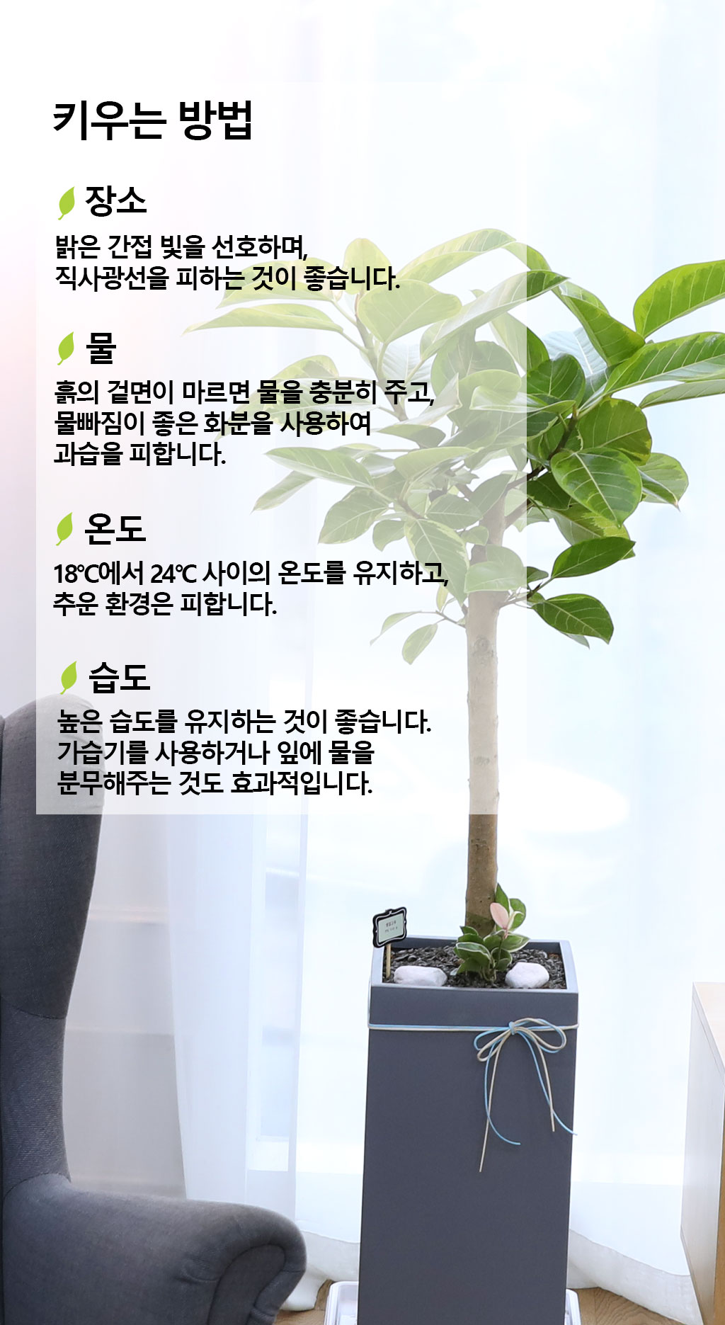 ¿µ¿øÇÑ »ý¸í°ú ¹ø¿µ - ¹ð°¥°í¹«³ª¹«(´ë) ²ÉÁý ²É¹è´Þ