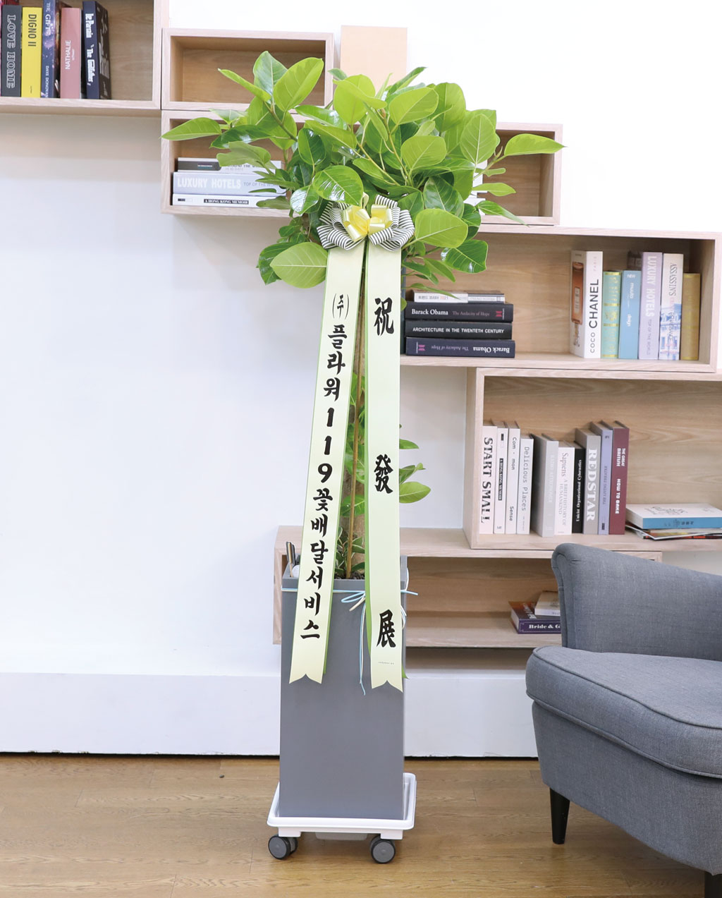 ¿µ¿øÇÑ »ý¸í°ú ¹ø¿µ - ¹ð°¥°í¹«³ª¹«(´ë) ²ÉÁý ²É¹è´Þ