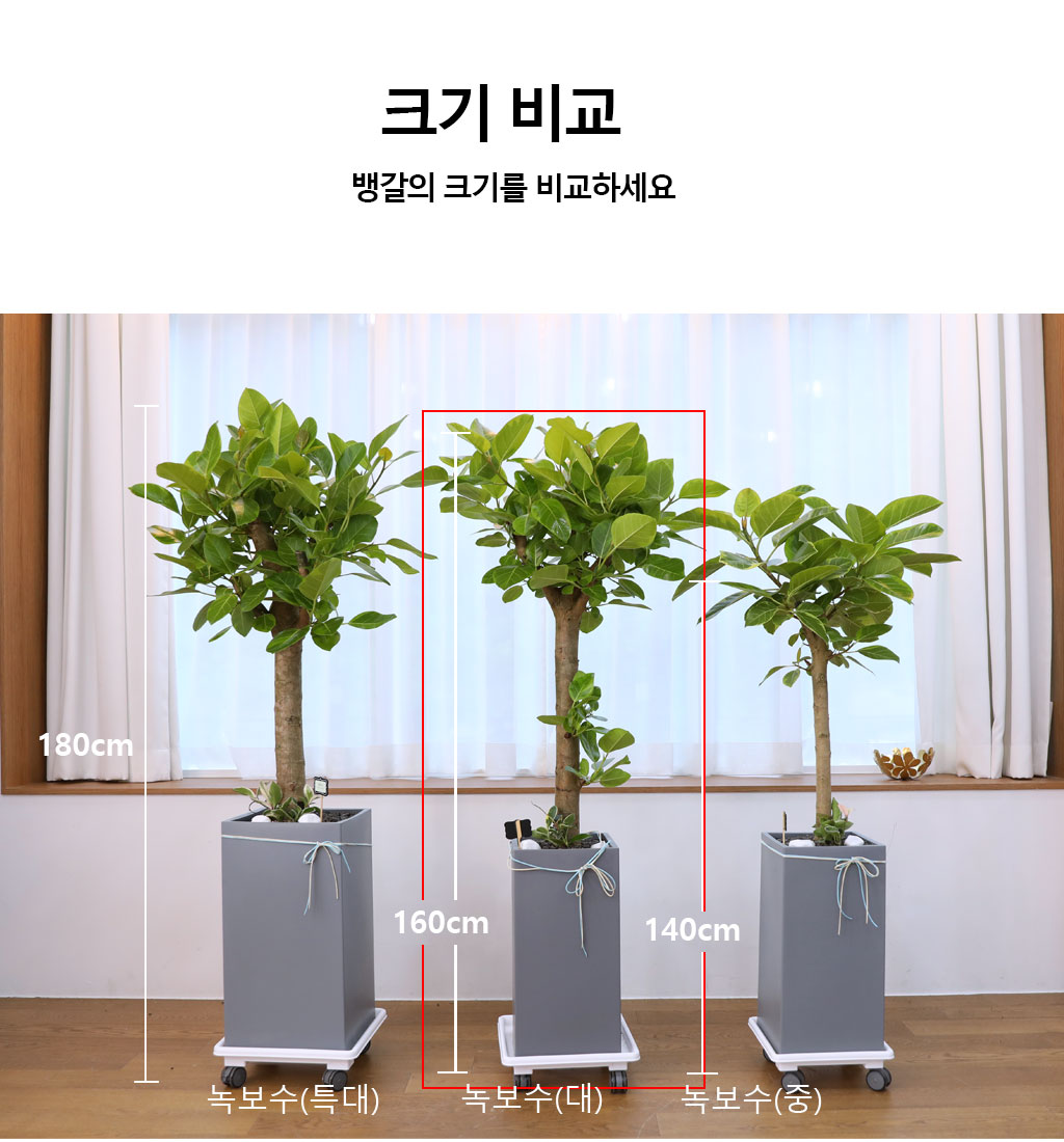 ¿µ¿øÇÑ »ý¸í°ú ¹ø¿µ - ¹ð°¥°í¹«³ª¹«(´ë) ²ÉÁý ²É¹è´Þ