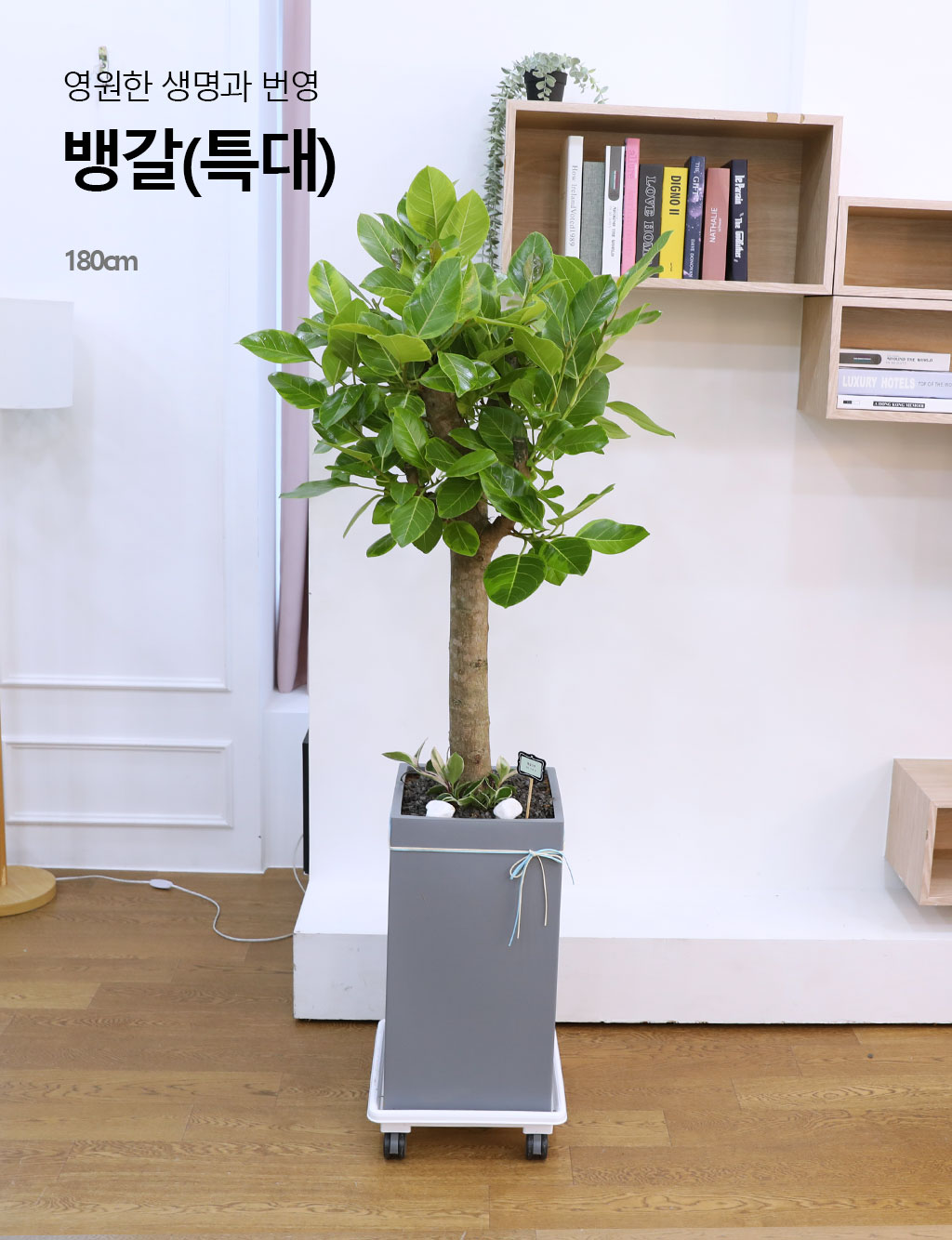 ¿µ¿øÇÑ »ý¸í°ú ¹ø¿µ - ¹ð°¥°í¹«³ª¹«(Ư´ë) ²ÉÁý ²É¹è´Þ