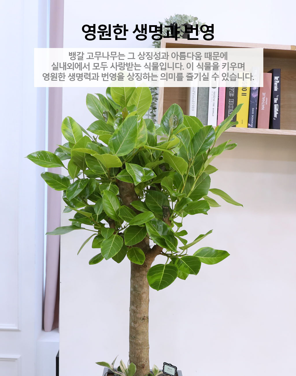 ¿µ¿øÇÑ »ý¸í°ú ¹ø¿µ - ¹ð°¥°í¹«³ª¹«(Ư´ë) ²ÉÁý ²É¹è´Þ