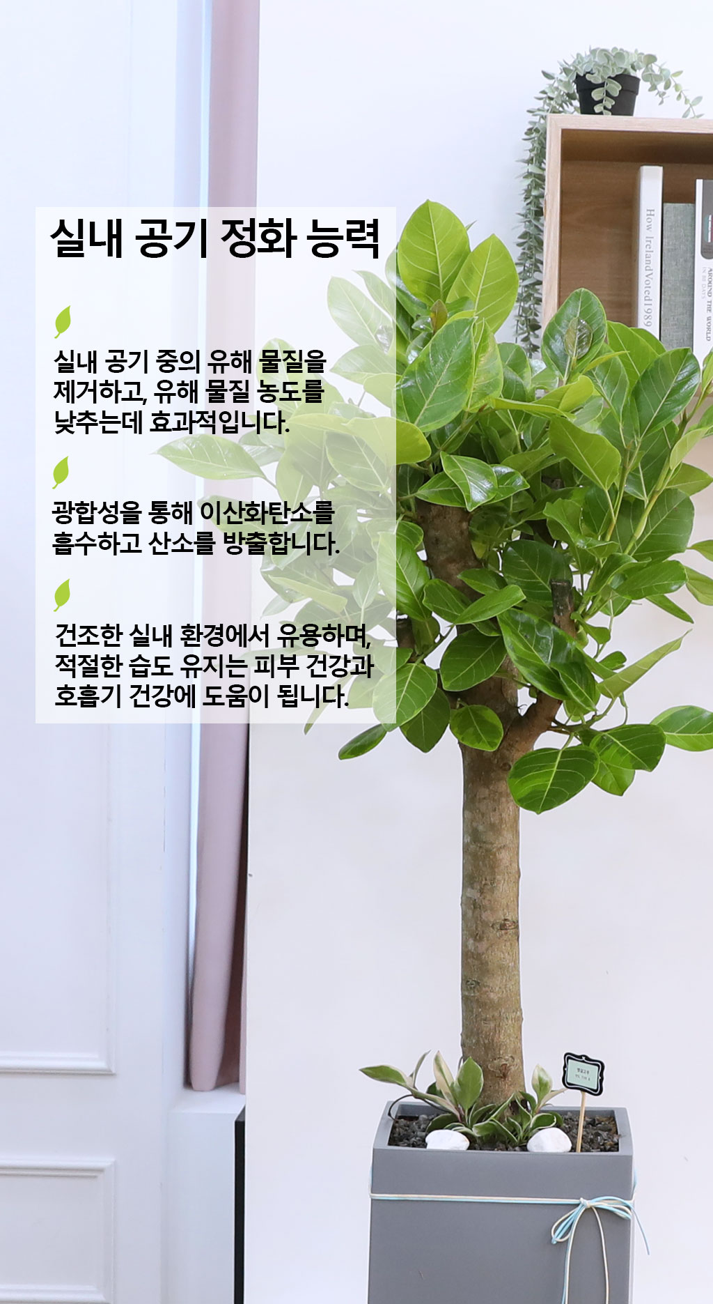 ¿µ¿øÇÑ »ý¸í°ú ¹ø¿µ - ¹ð°¥°í¹«³ª¹«(Ư´ë) ²ÉÁý ²É¹è´Þ