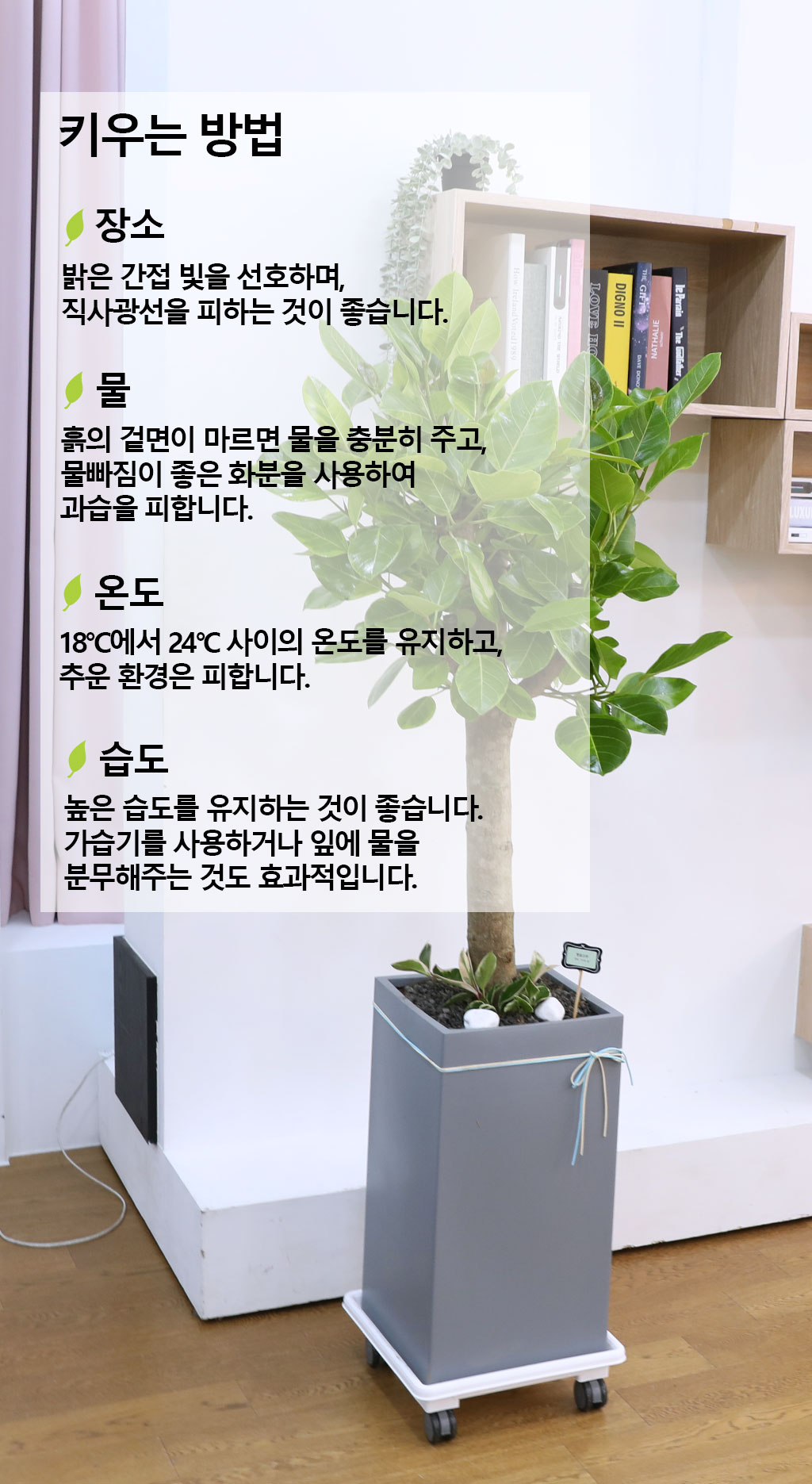 ¿µ¿øÇÑ »ý¸í°ú ¹ø¿µ - ¹ð°¥°í¹«³ª¹«(Ư´ë) ²ÉÁý ²É¹è´Þ