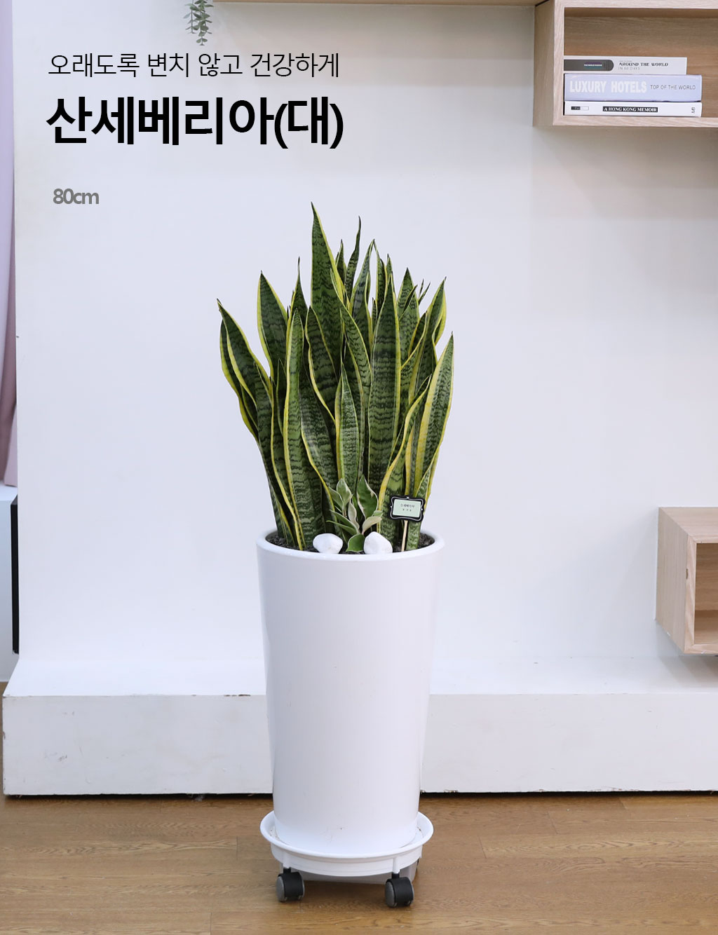 ¿À·¡µµ·Ï º¯Ä¡ ¾Ê°í °Ç°ÇÏ°Ô - »ê¼¼º£¸®¾Æ(´ë)