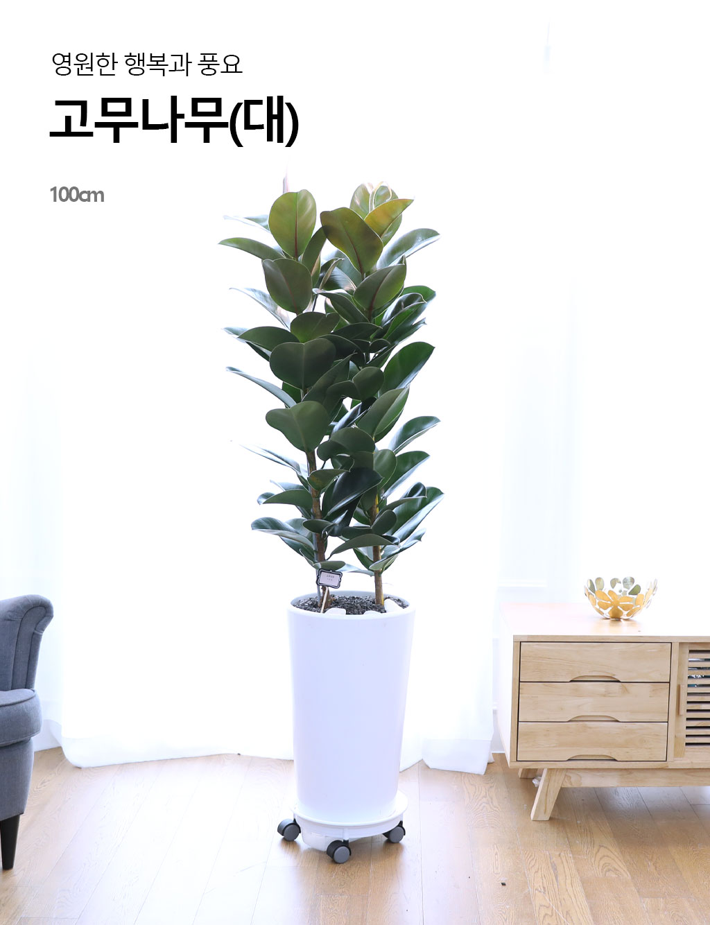 ¿µ¿øÇÑ Çູ°ú dz¿ä - °í¹«³ª¹«(´ë) ²ÉÁý ²É¹è´Þ