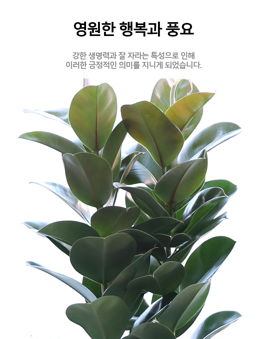 ¿µ¿øÇÑ Çູ°ú dz¿ä - °í¹«³ª¹«(´ë) ²ÉÁý ²É¹è´Þ