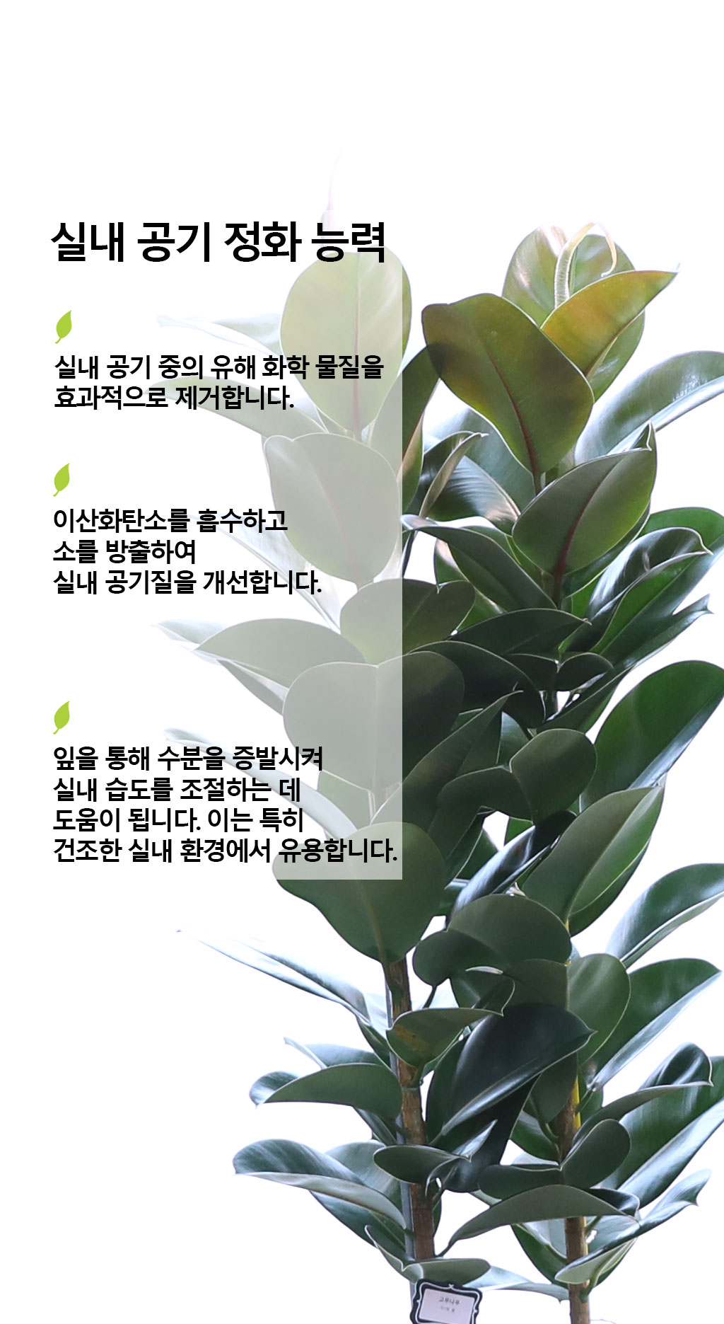 ¿µ¿øÇÑ Çູ°ú dz¿ä - °í¹«³ª¹«(´ë) ²ÉÁý ²É¹è´Þ