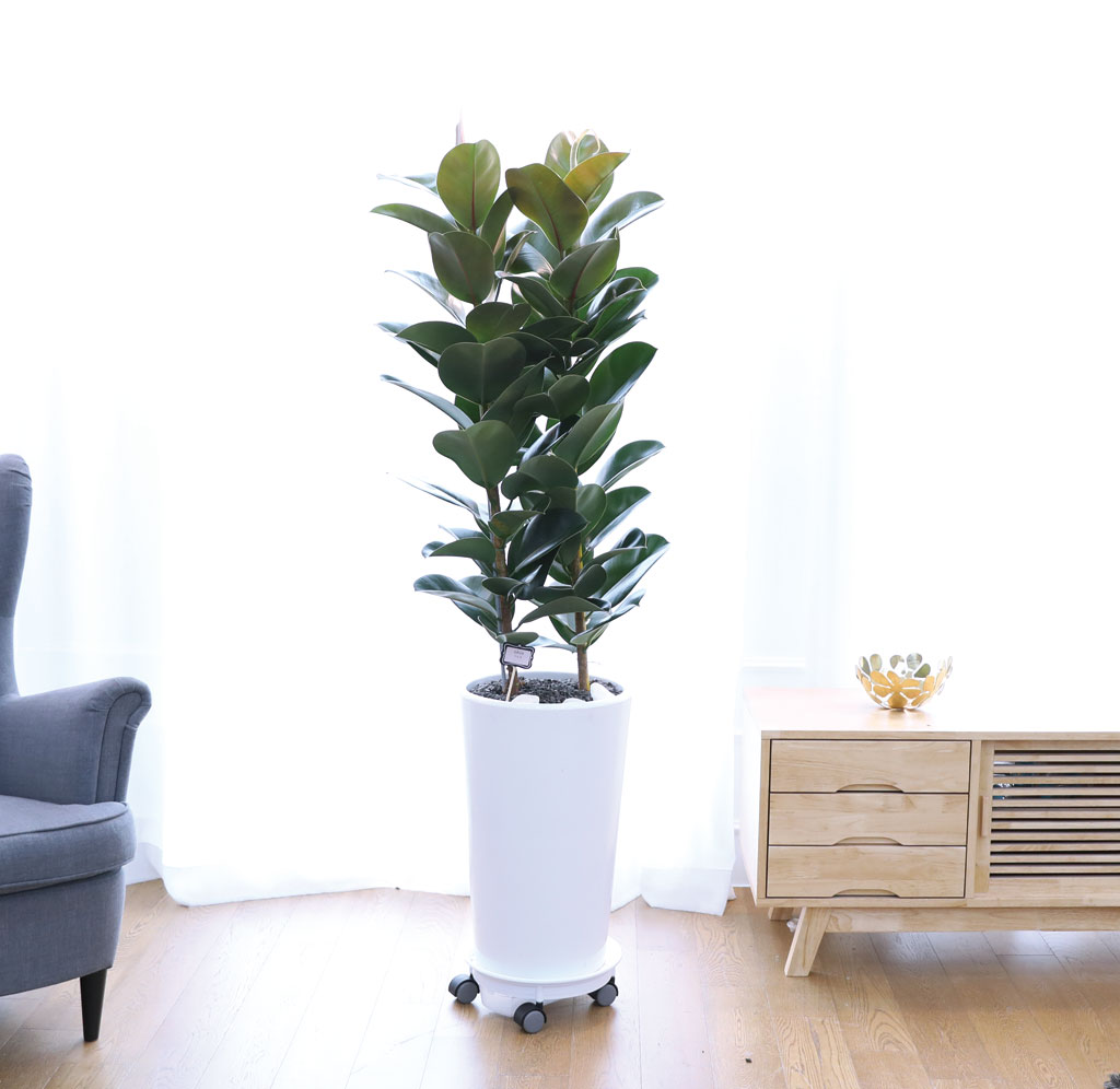 ¿µ¿øÇÑ Çູ°ú dz¿ä - °í¹«³ª¹«(´ë) ²ÉÁý ²É¹è´Þ