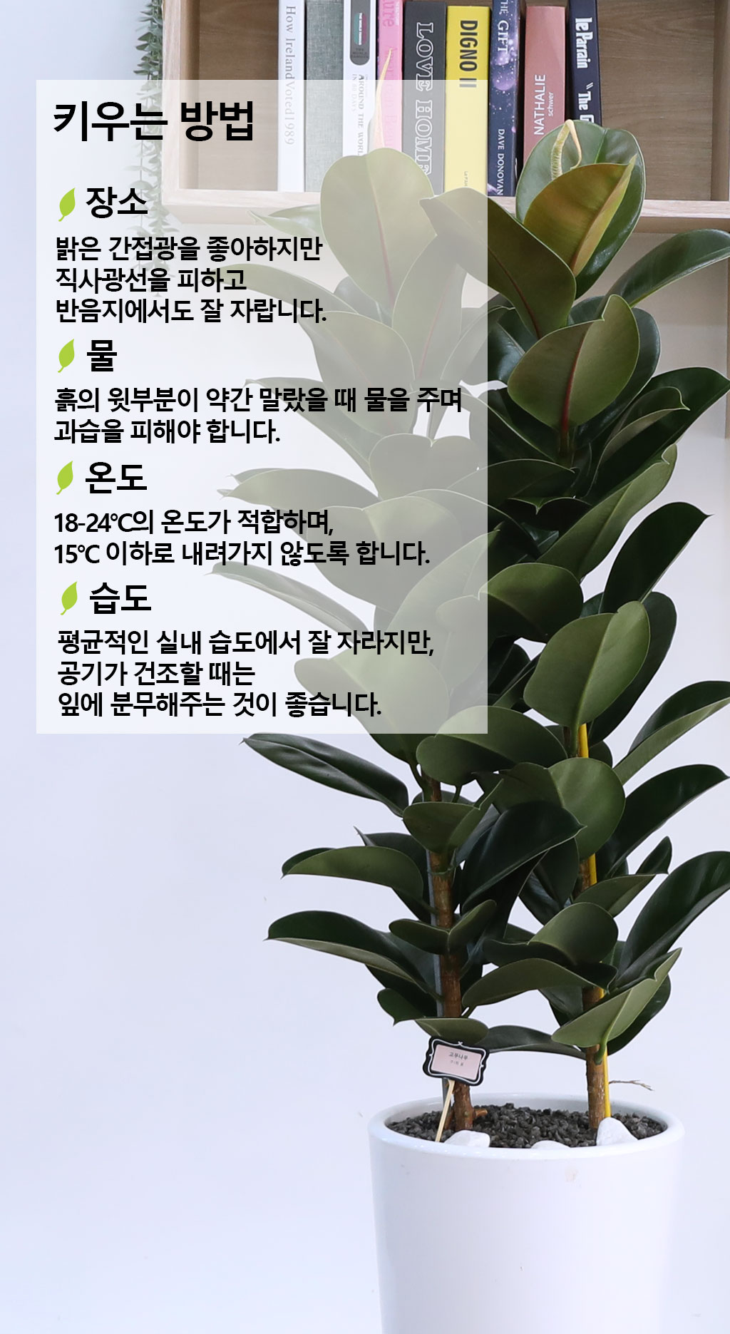 ¿µ¿øÇÑ Çູ°ú dz¿ä - °í¹«³ª¹«(´ë) ²ÉÁý ²É¹è´Þ